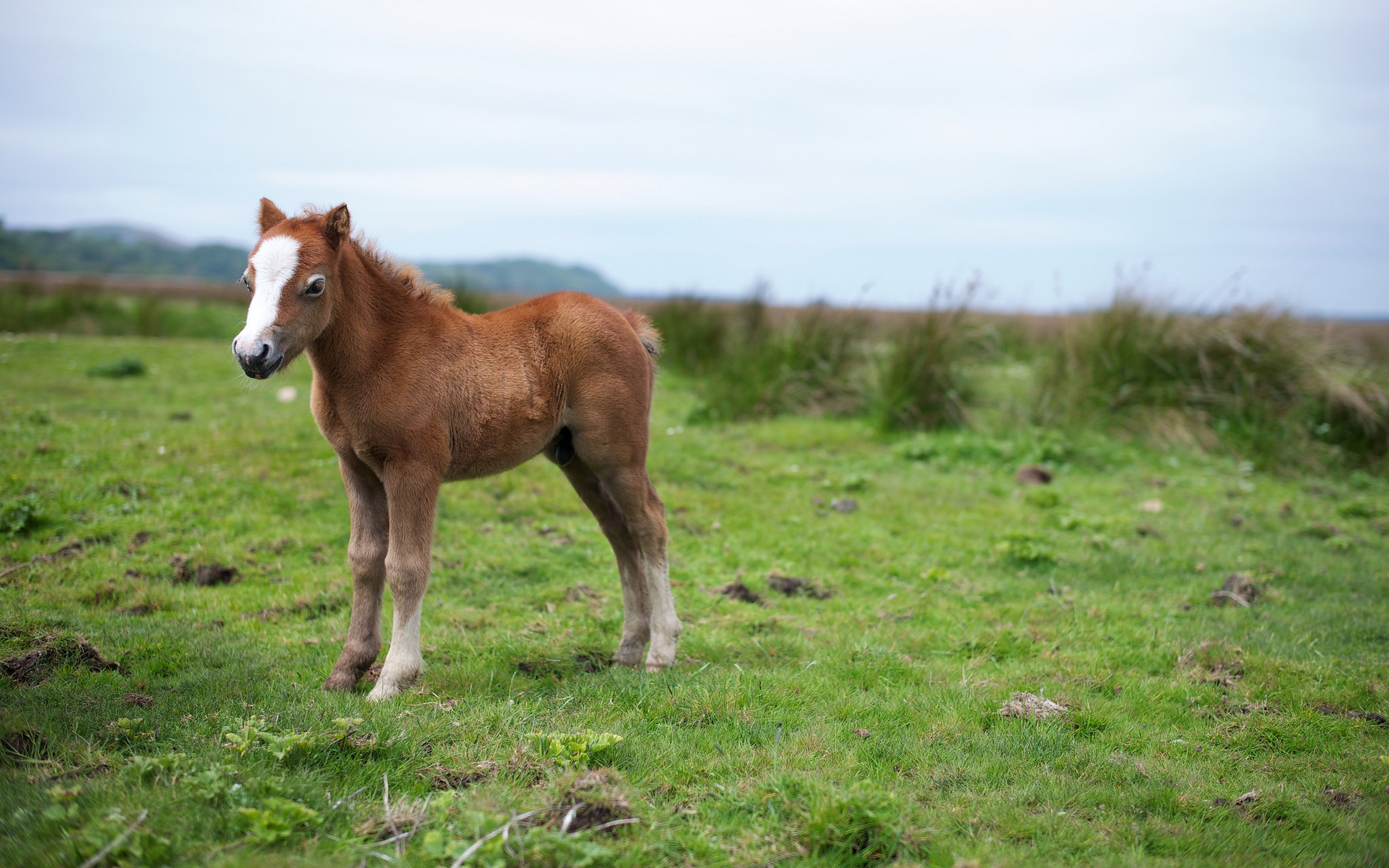 动物 马 野生动物