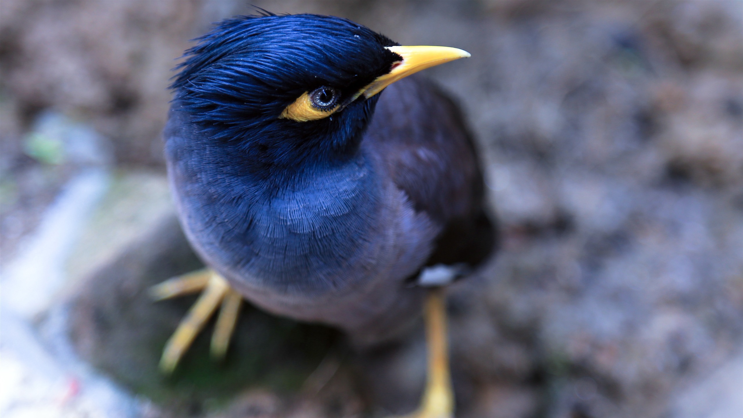 动物 小鸟天地 鸟