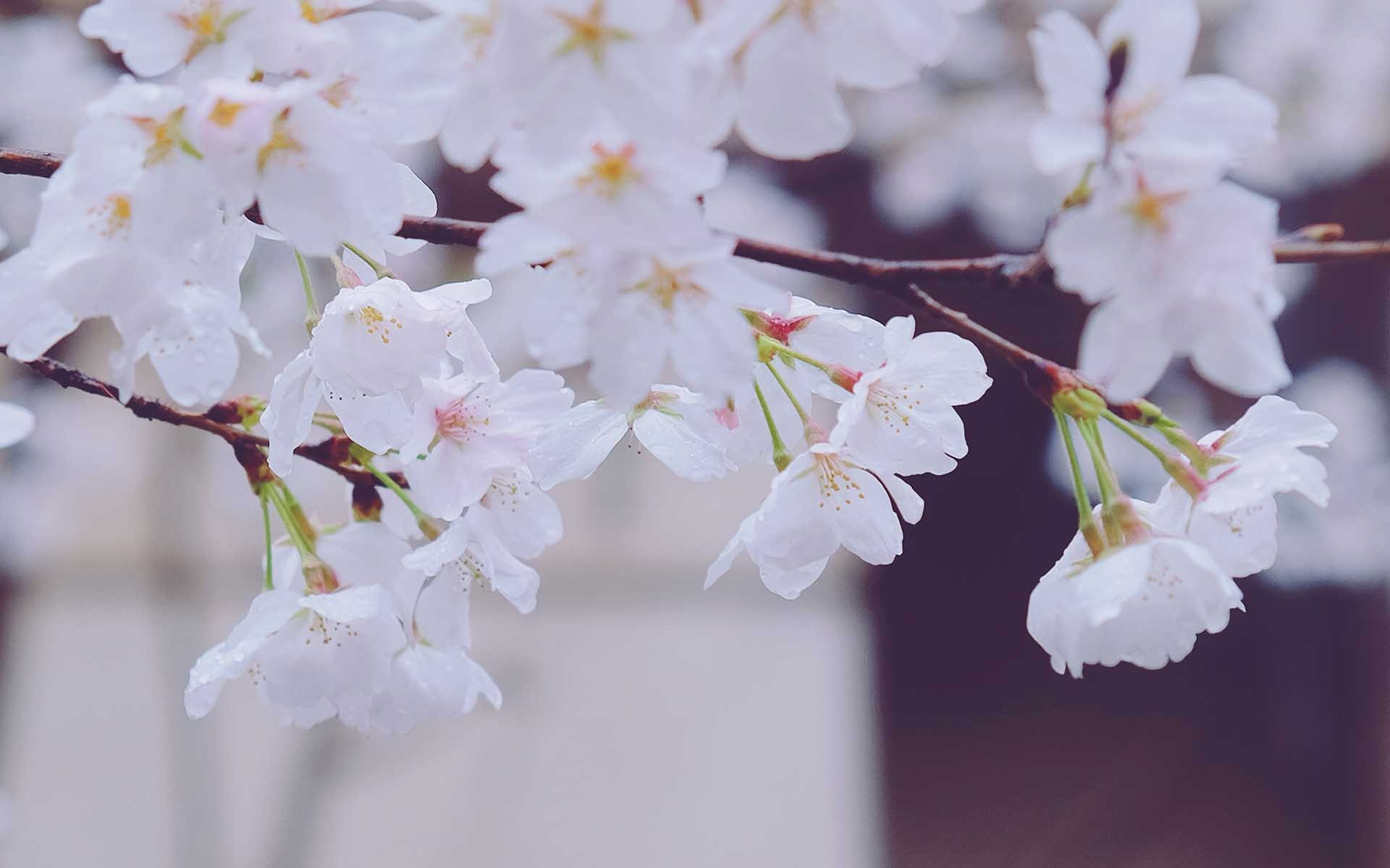 小清新 樱花 蔷薇 植物 花卉 清新淡雅