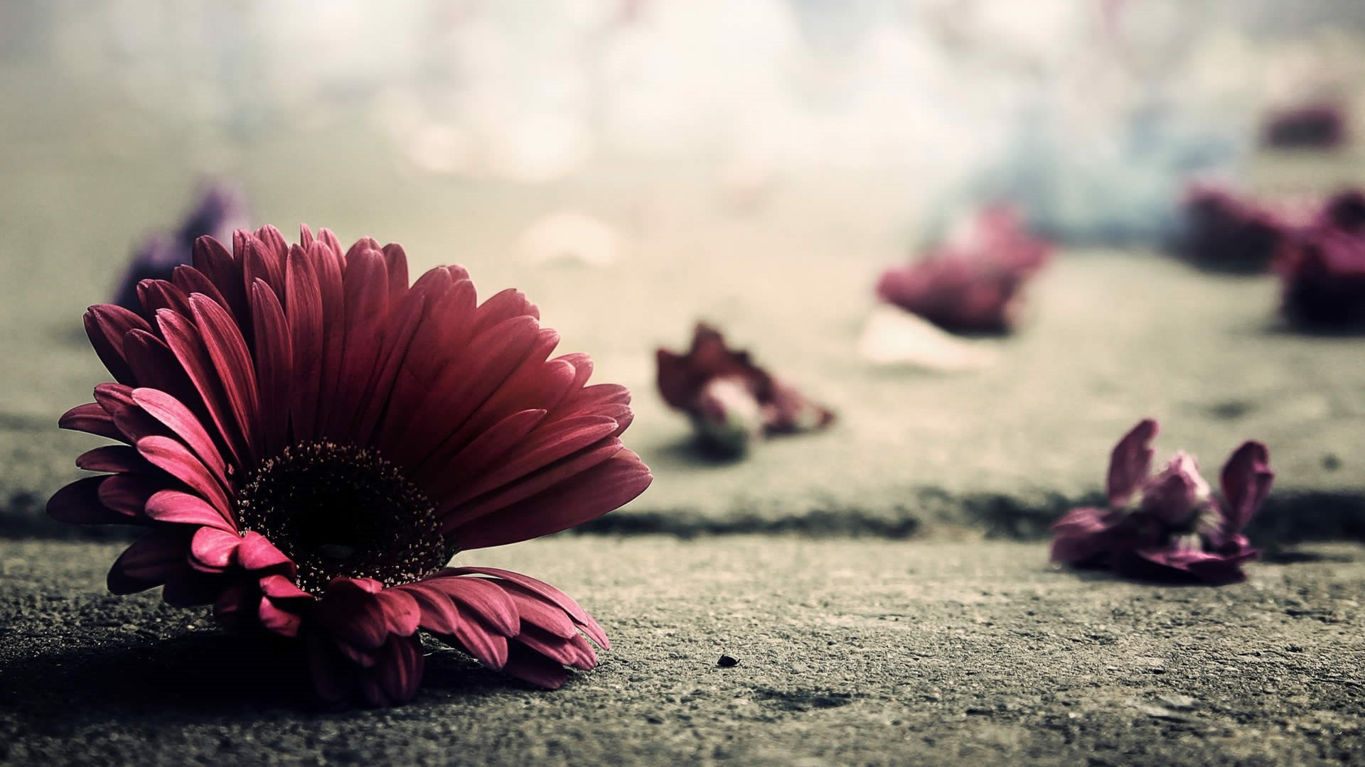 清新 唯美 花瓣