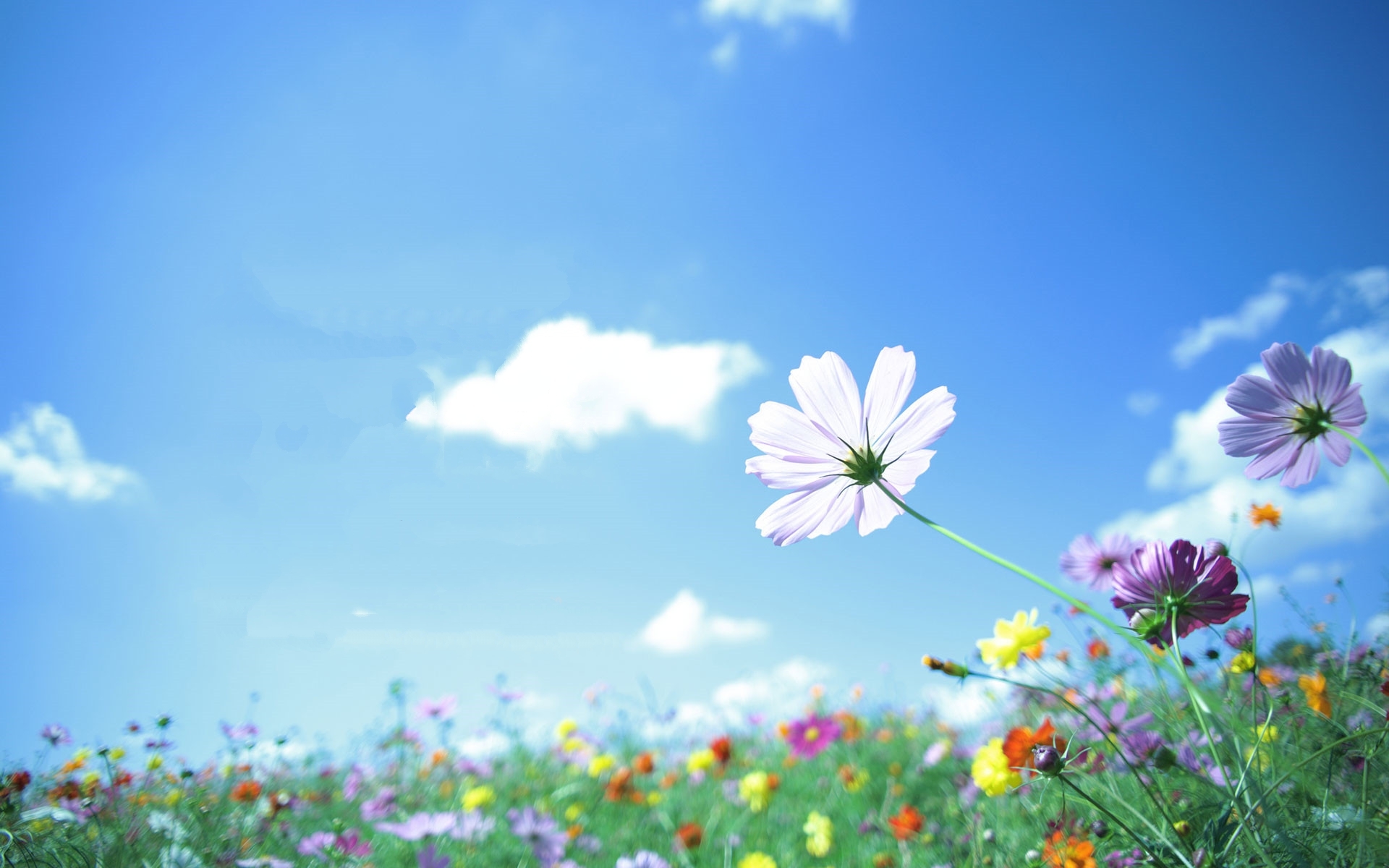 舒缓压力 五颜六色 彩色鲜花