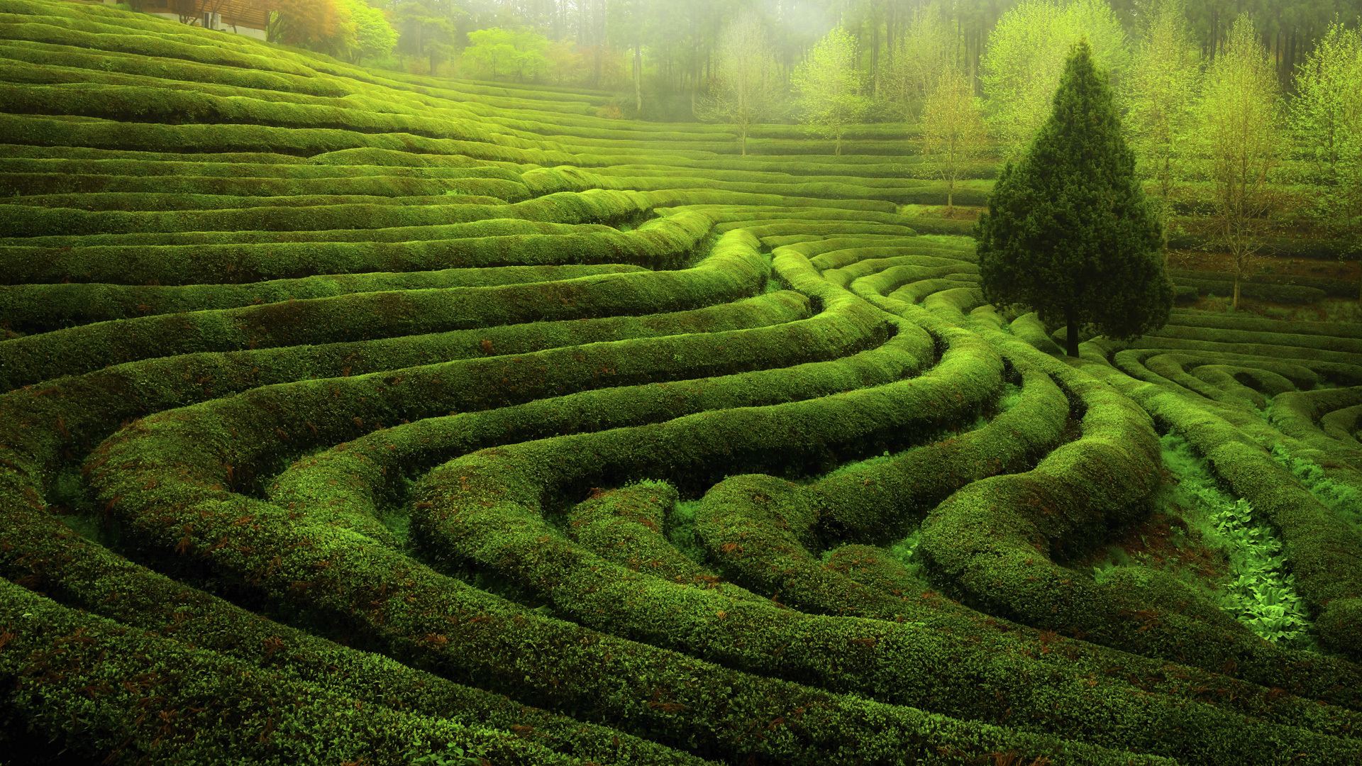 春意盎然 绿色植物 护眼 景观