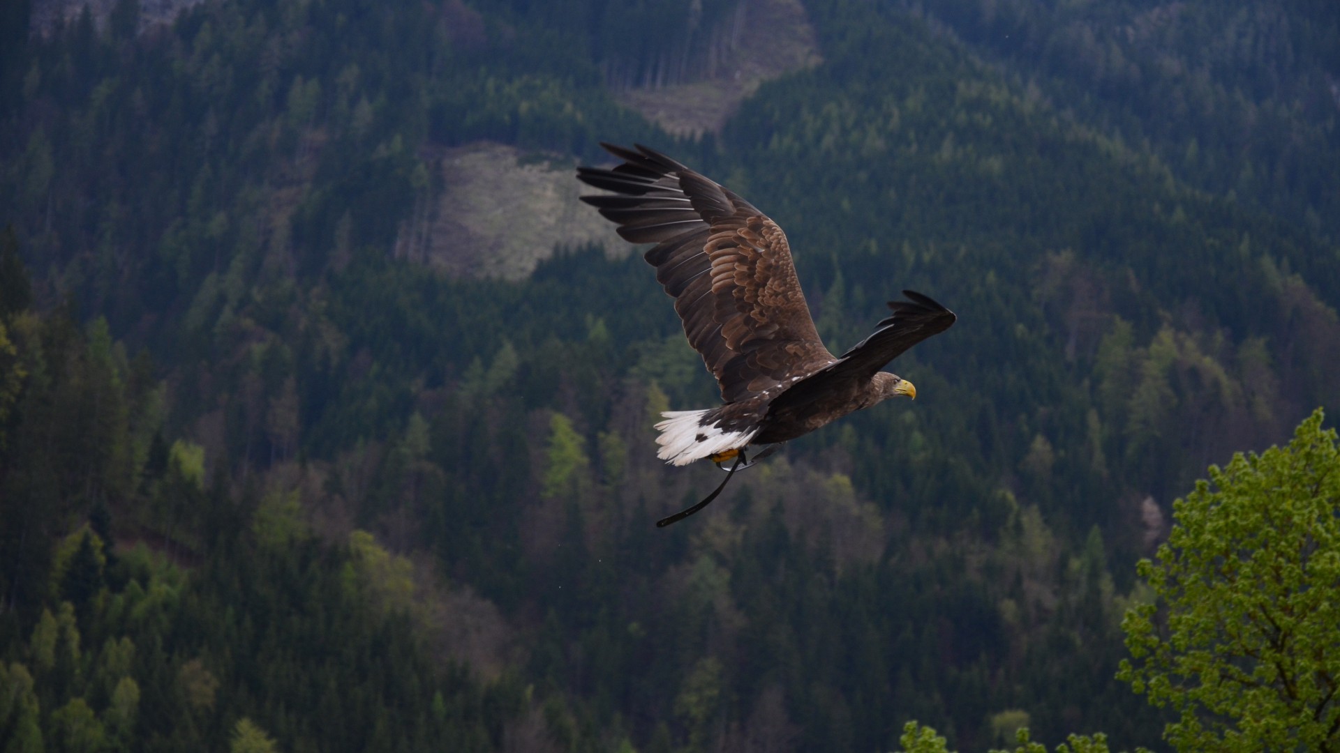 动物 飞禽 老鹰