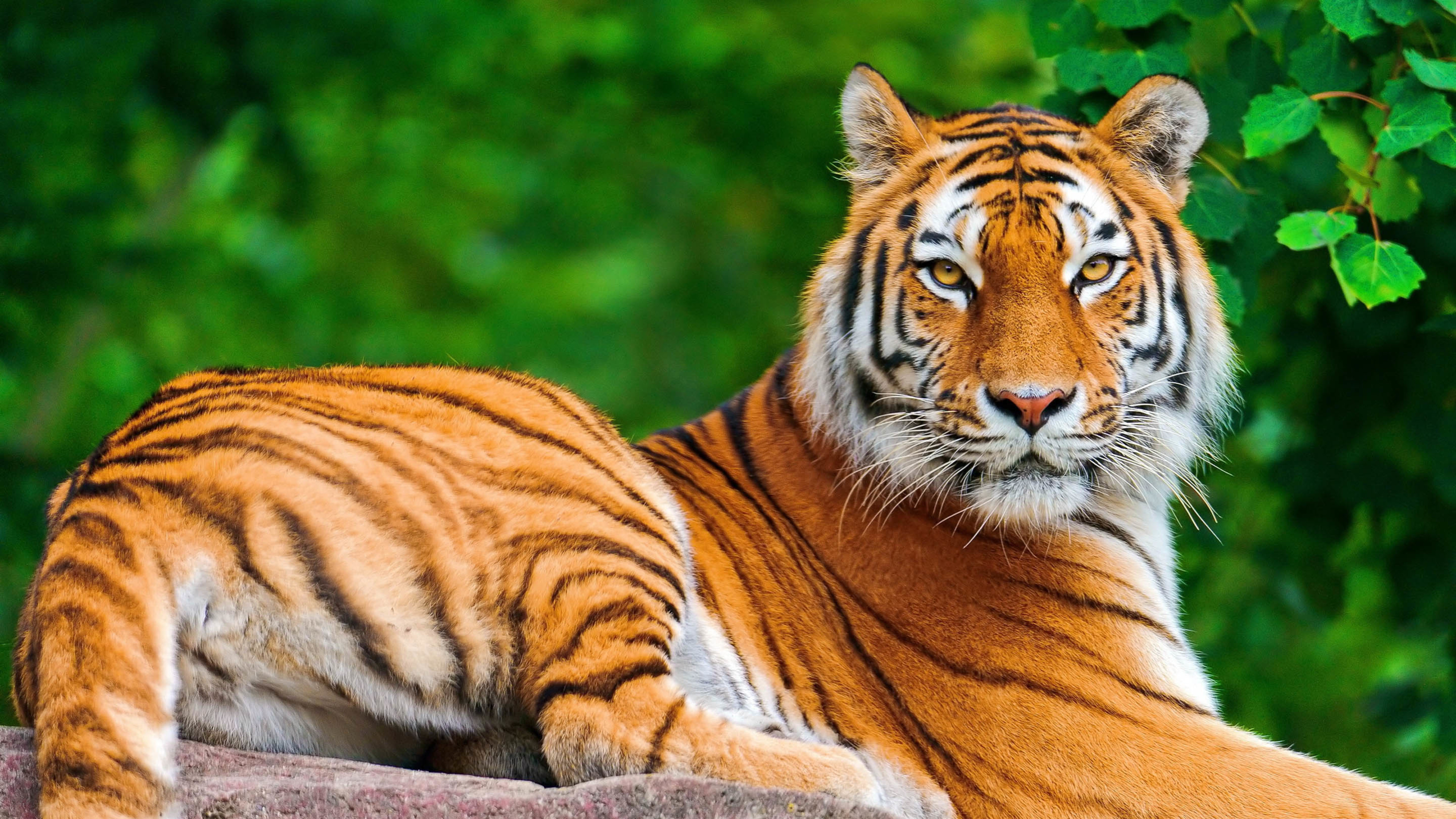 野生动物 老虎 森林之王
