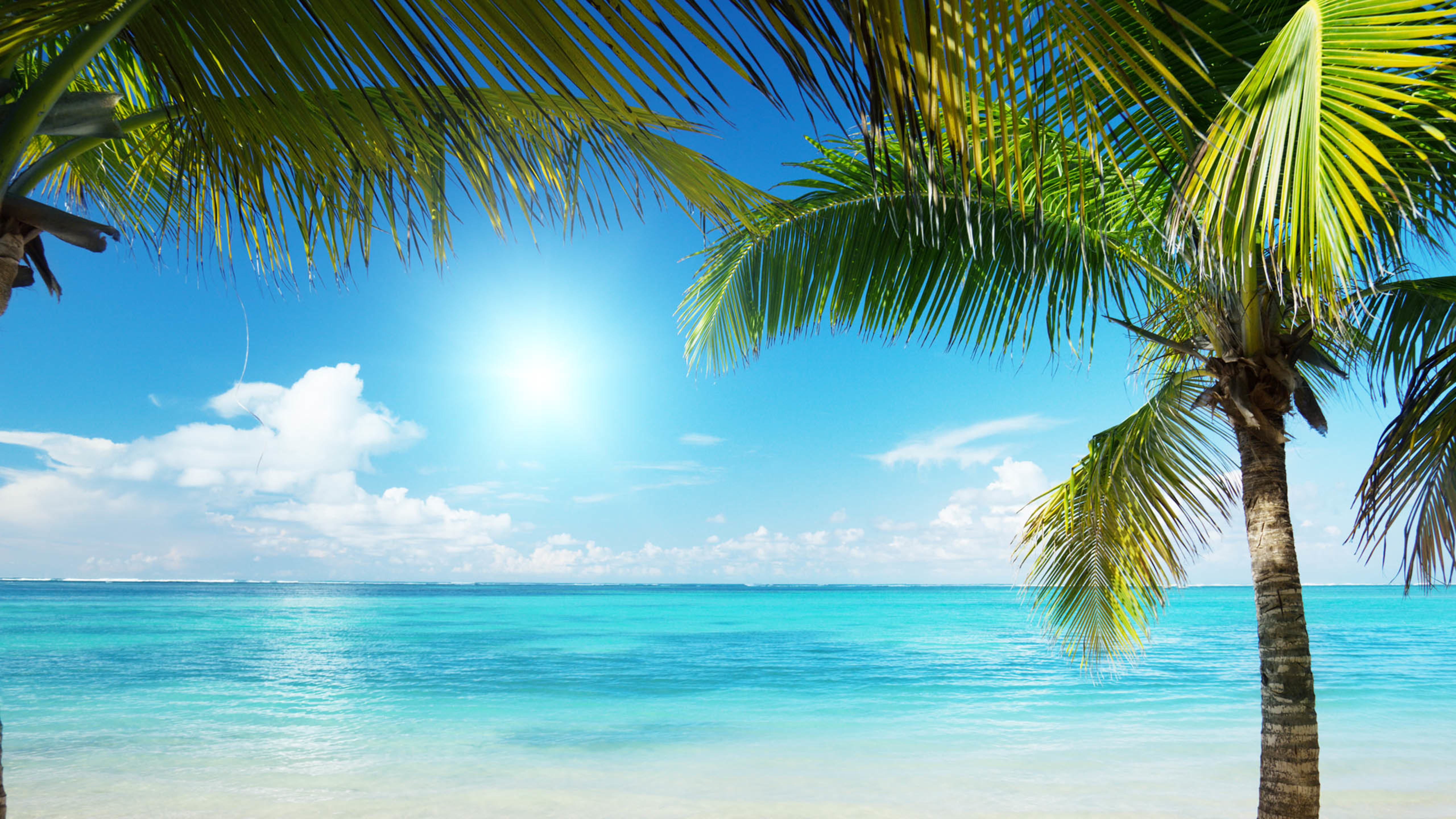 蓝天大海 椰子树