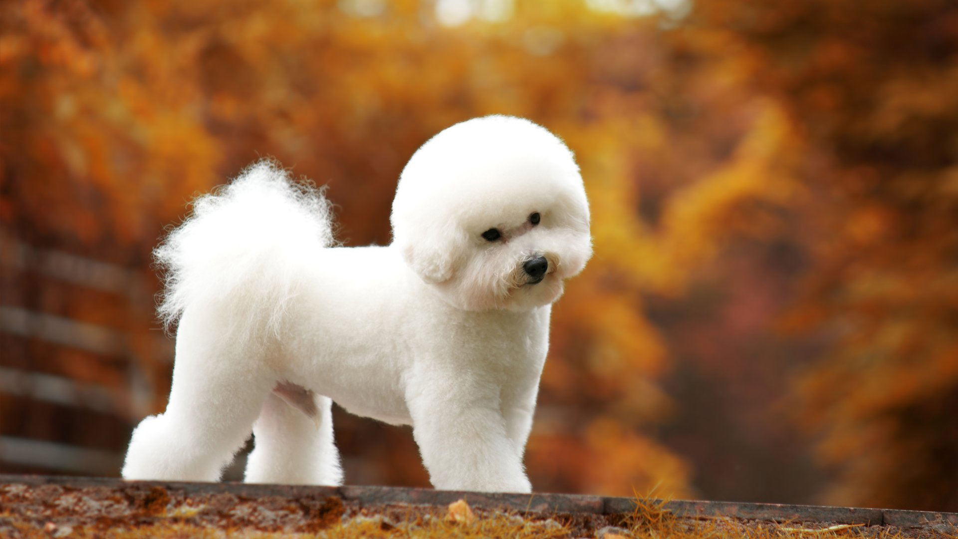 萌宠 动物 汪星人 狗 比熊犬