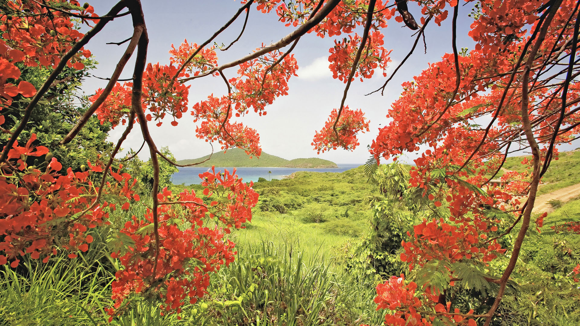 风景 山野 植被