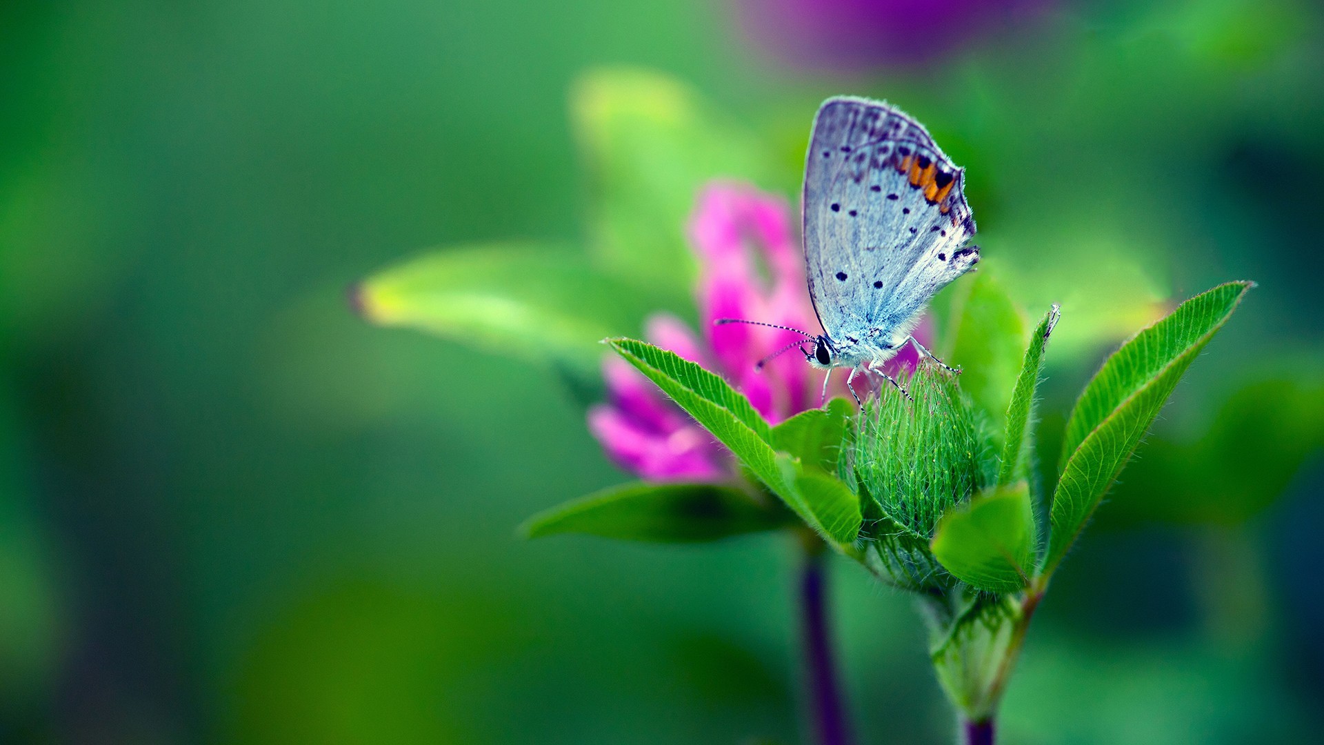 小清新 植物 蝴蝶