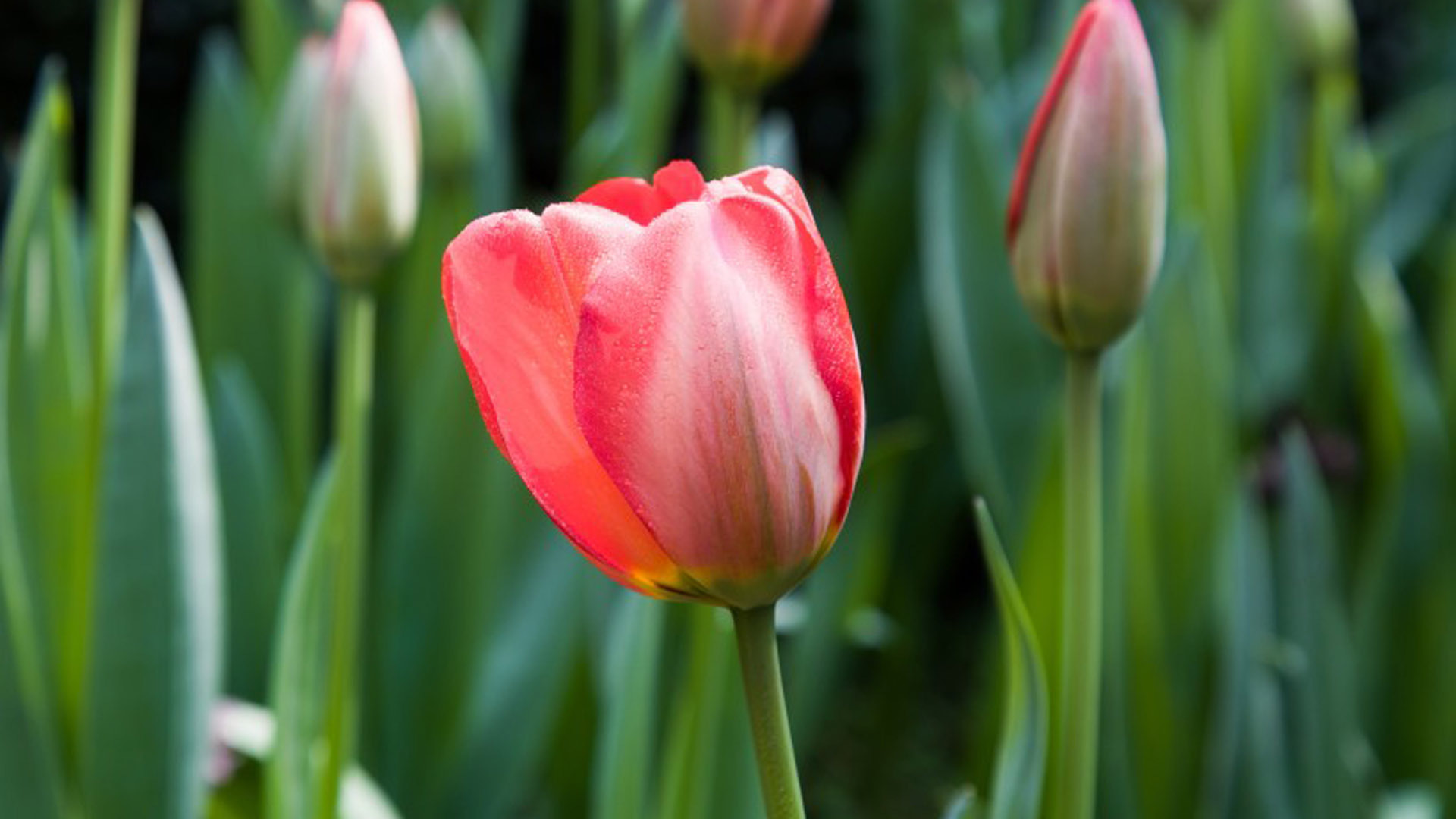 舒缓压力  娇艳的郁金香