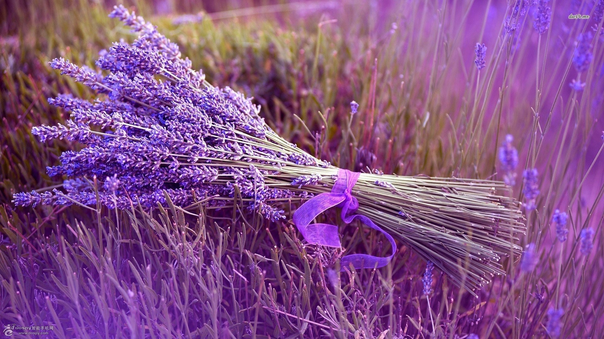 小清新 紫色 薰衣草