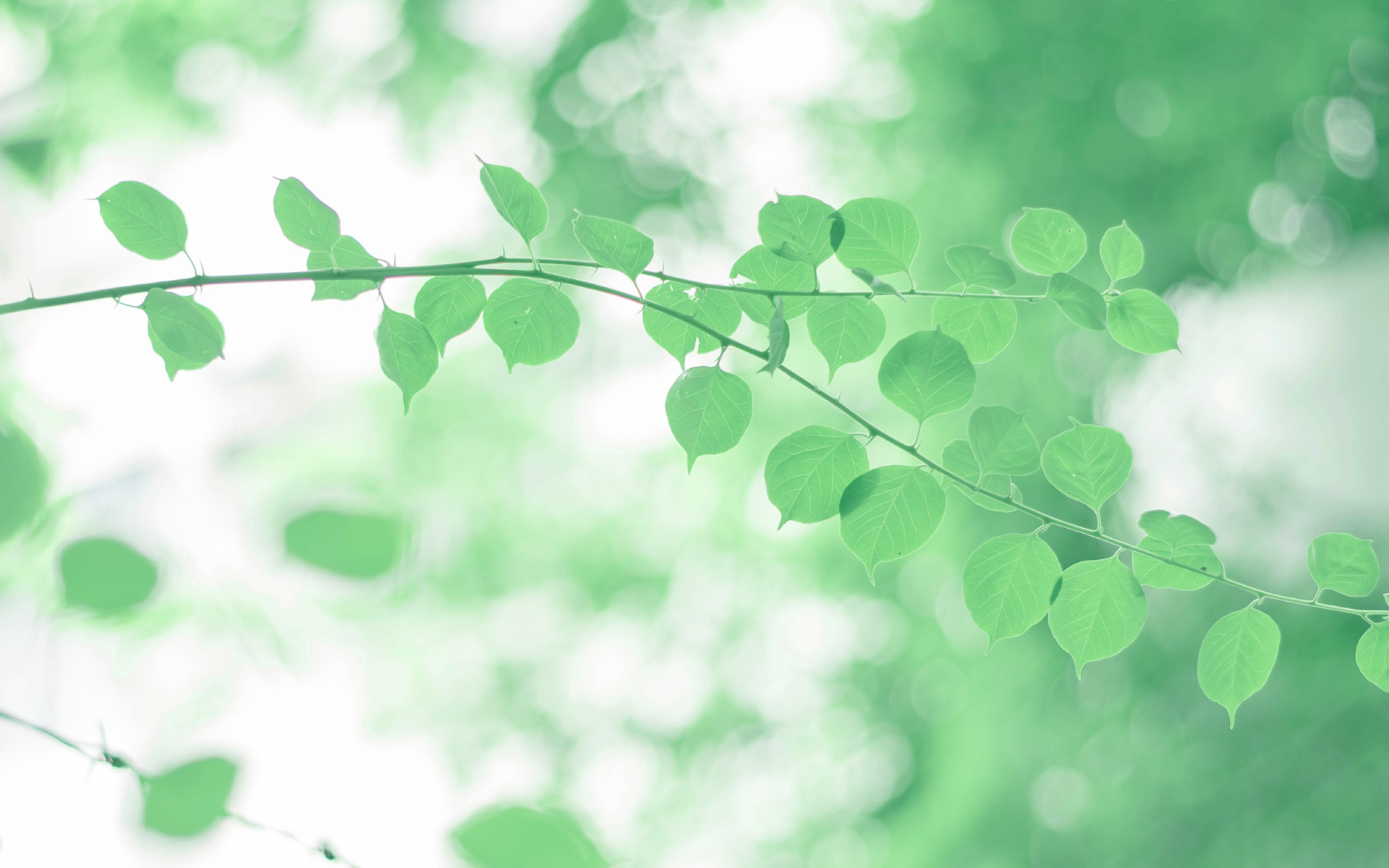 小清新 清新淡雅 绿叶