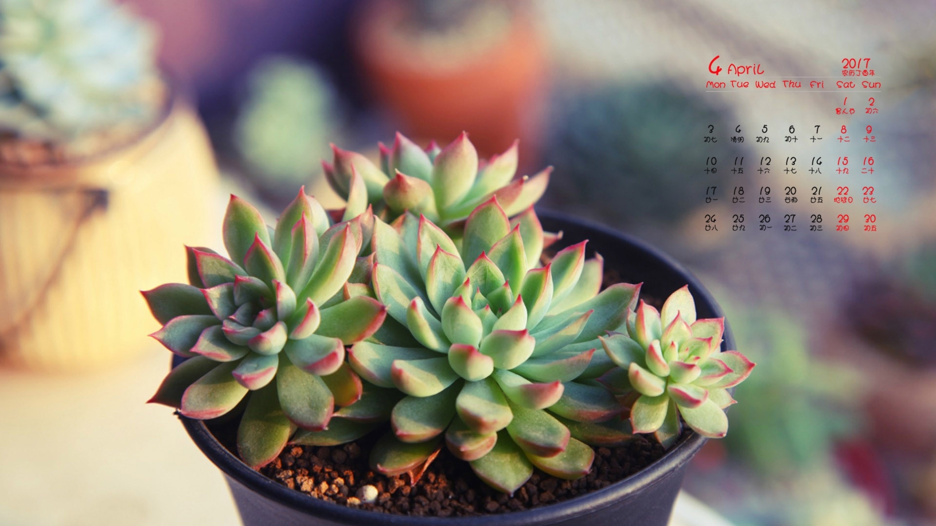 2017年4月 多肉植物 盆栽