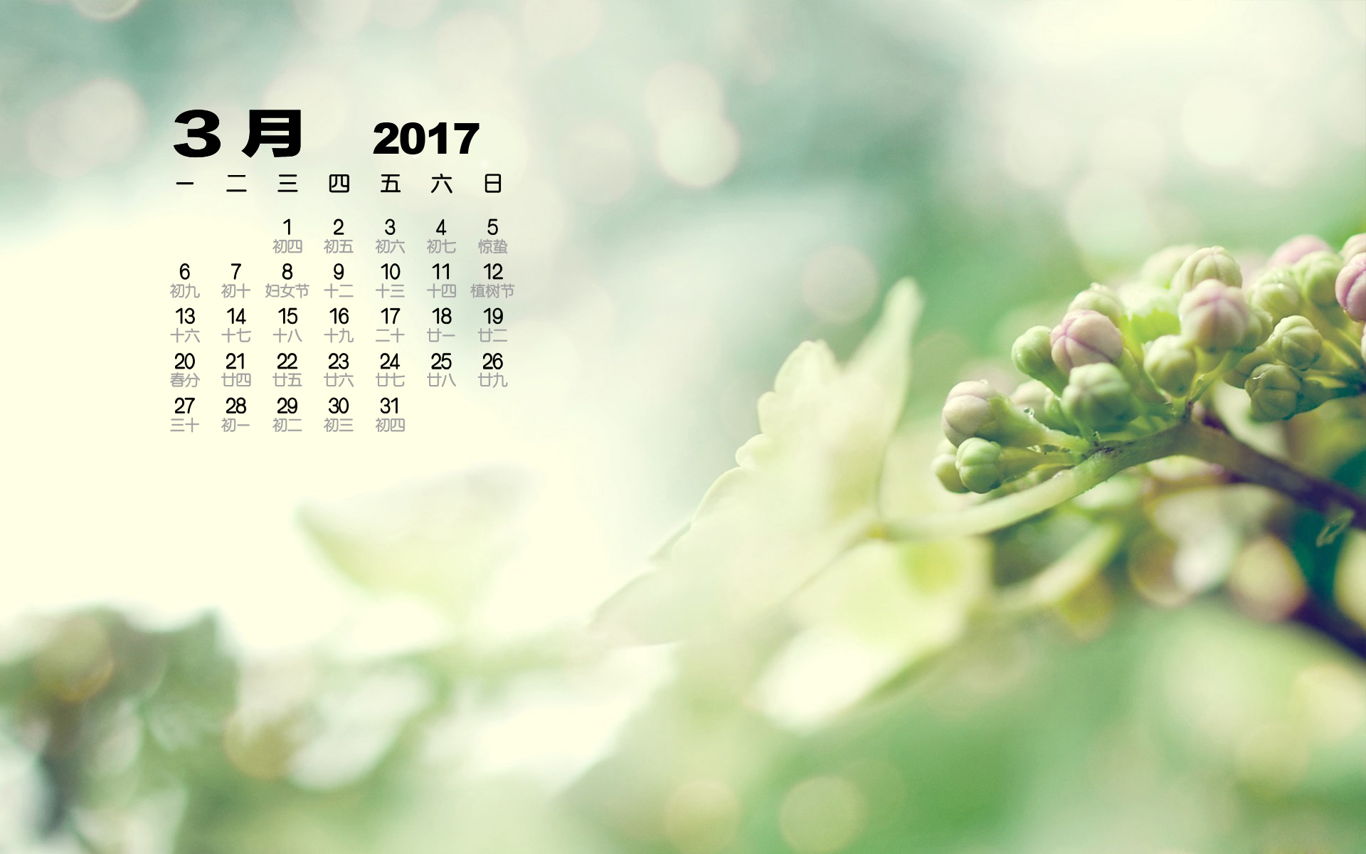 2017年3月 小清新 植物