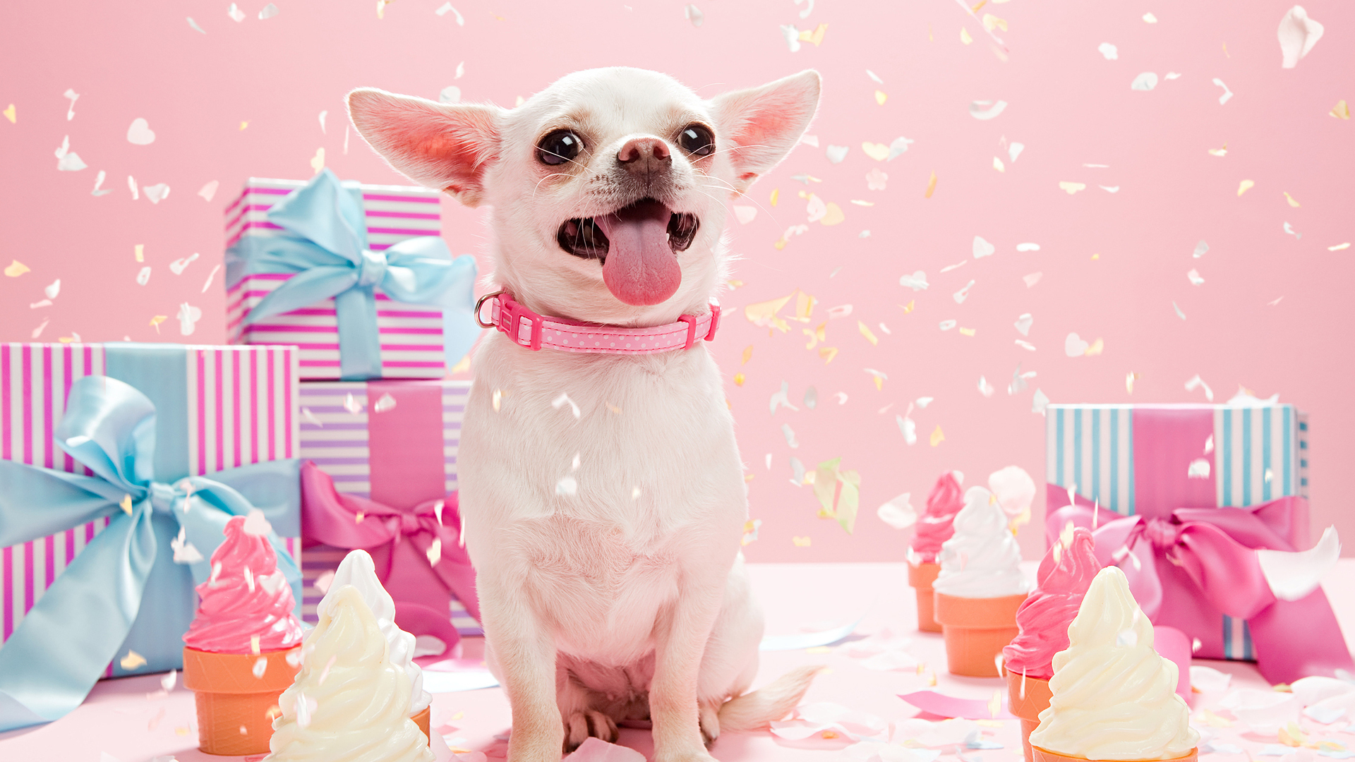 萌宠动物 汪星人