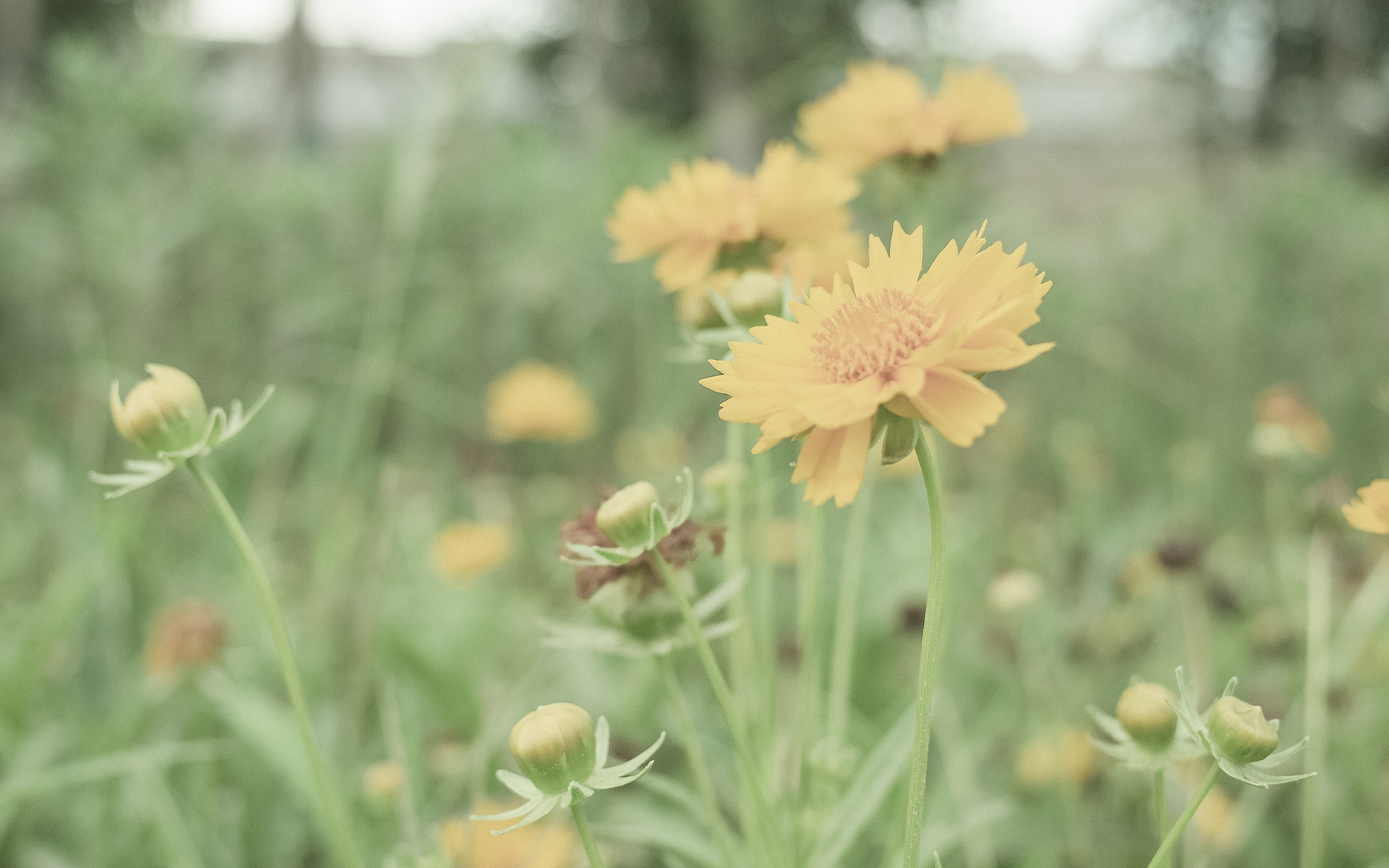 舒缓压力  日系小清新养眼植物