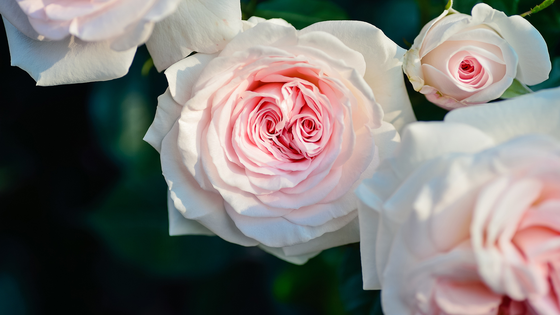 小清新 清新淡雅 粉玫瑰花