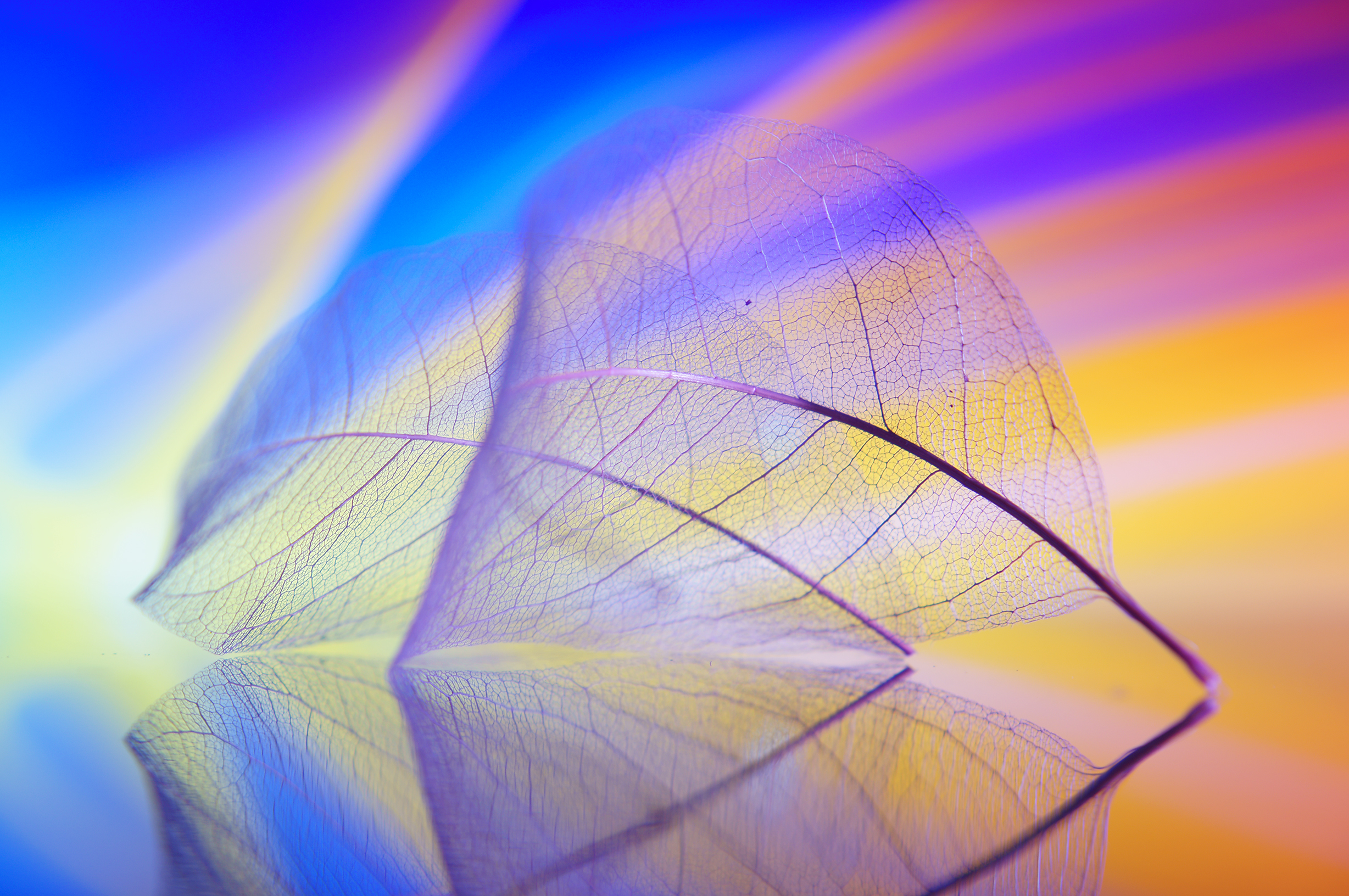 酷炫 时尚 叶子