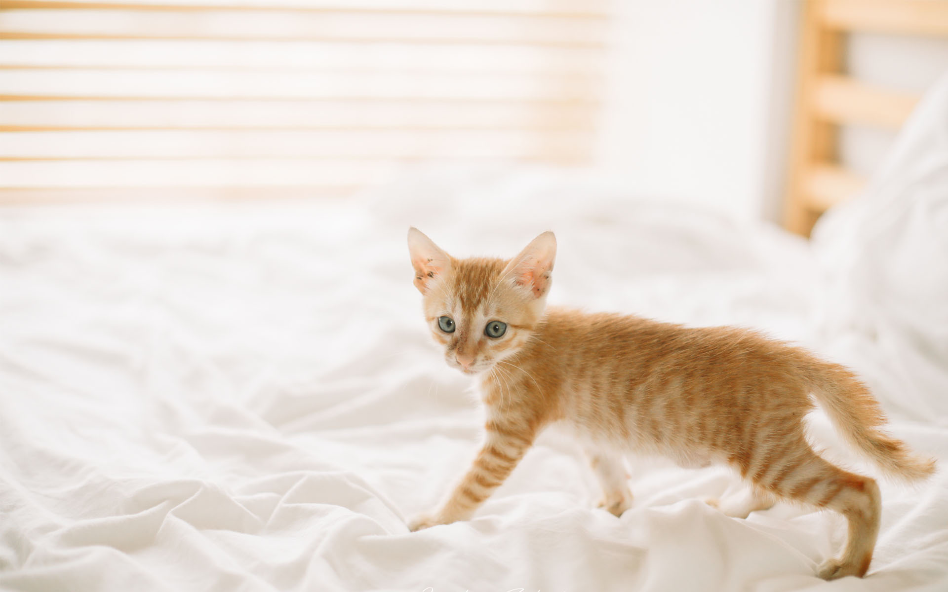 喵星人 可爱软萌小猫咪