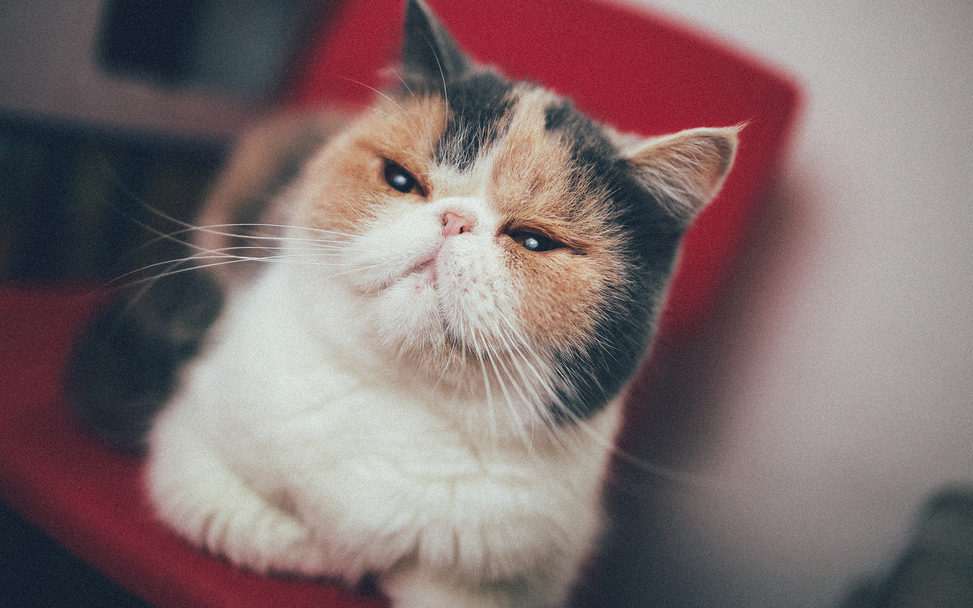 喵星人  萌宠小喵咪