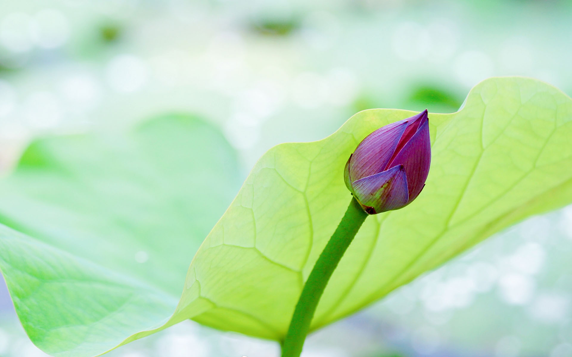 清新淡雅  亭亭玉立的荷花