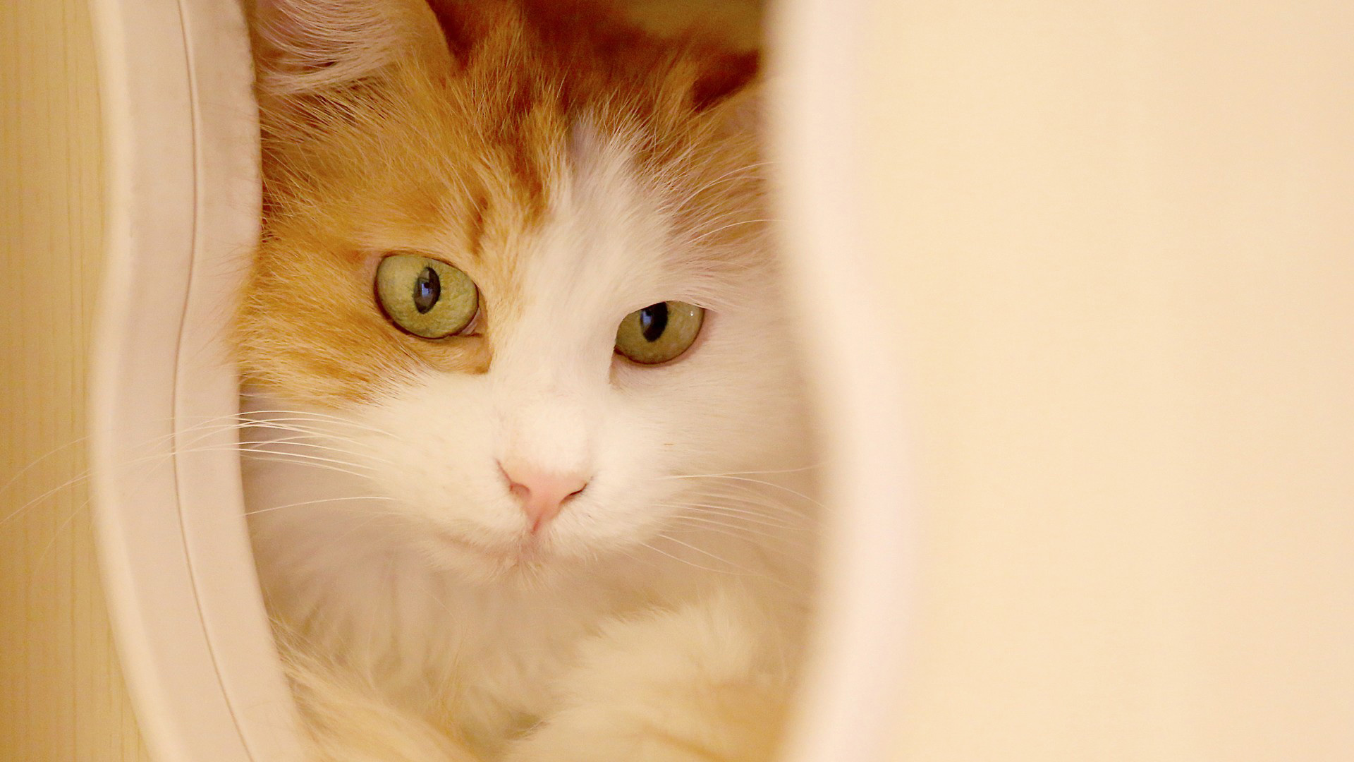 动物 萌宠 猫 喵星人