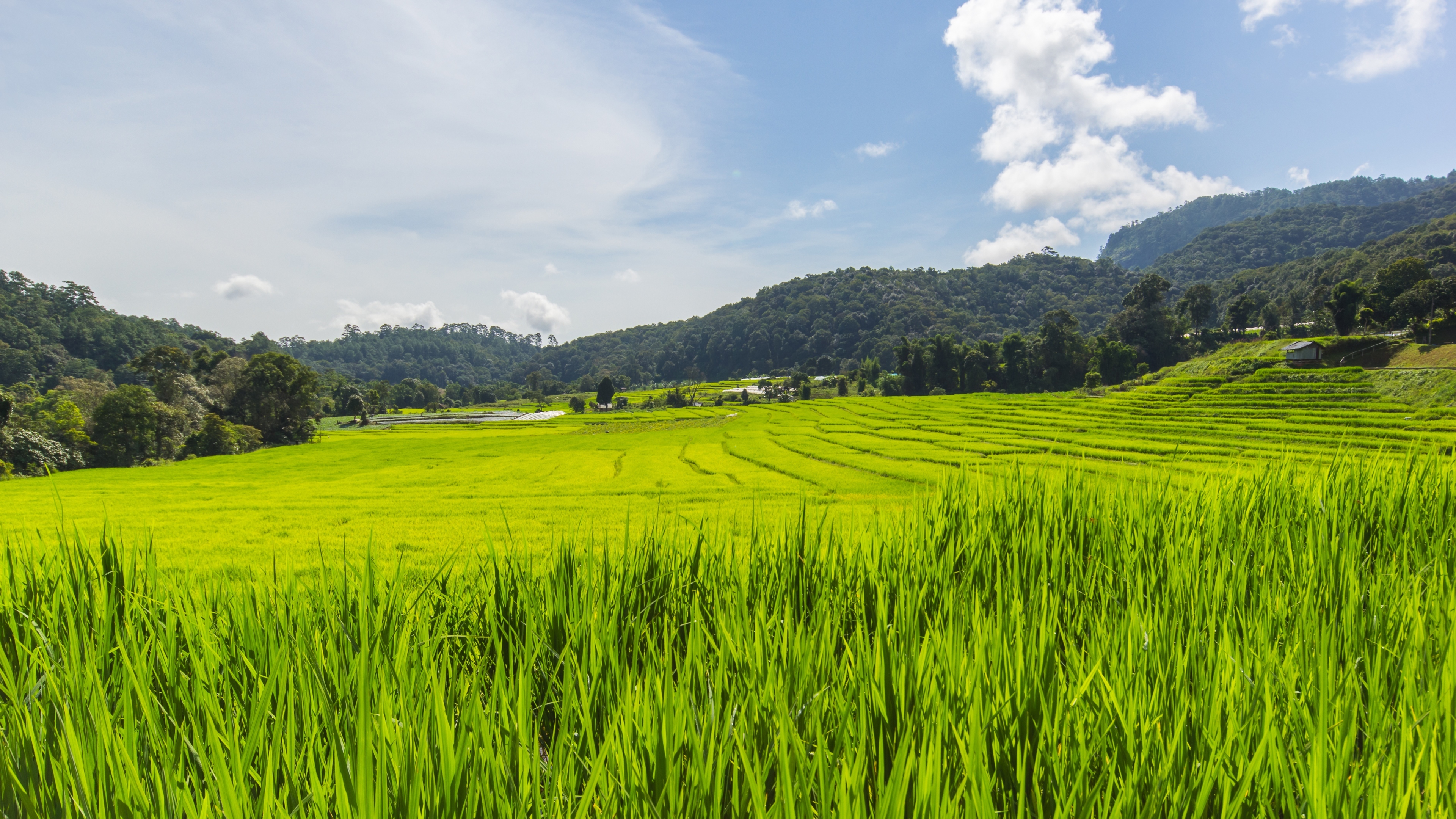 4K 风景 田野 草 绿色 小清新