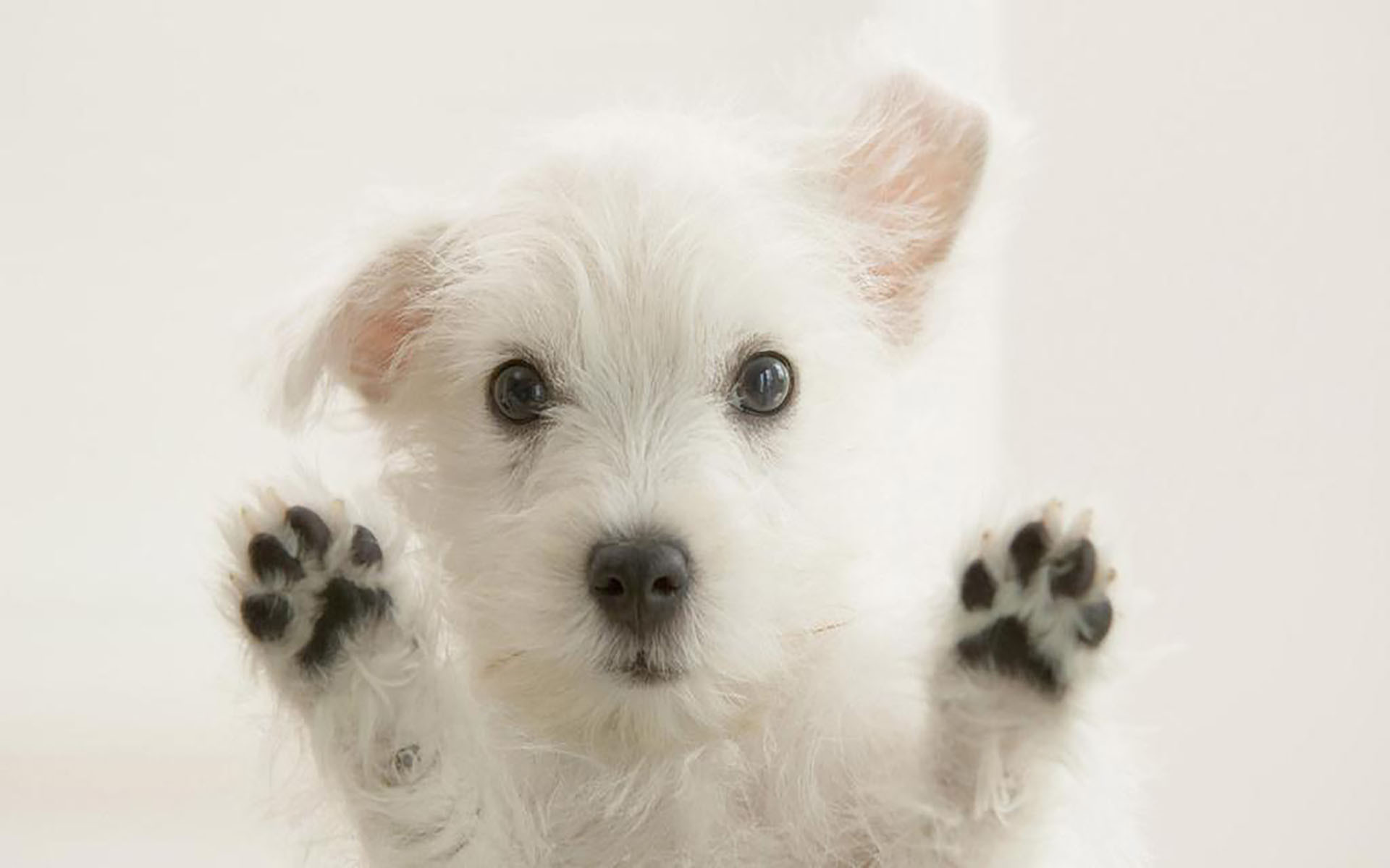 萌宠动物 汪星人 舔屏