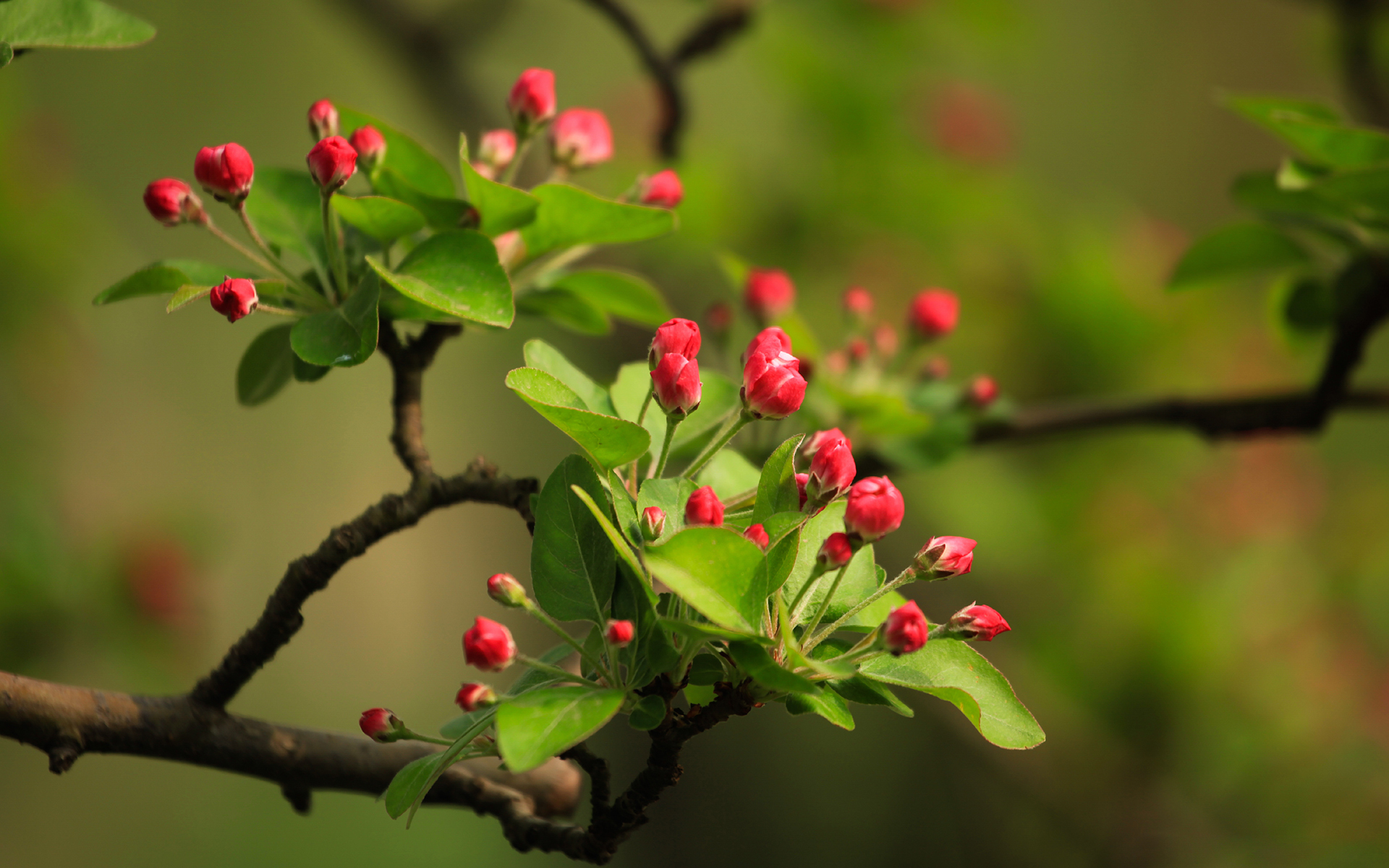 小清新 鸟语花香 海棠花骨朵