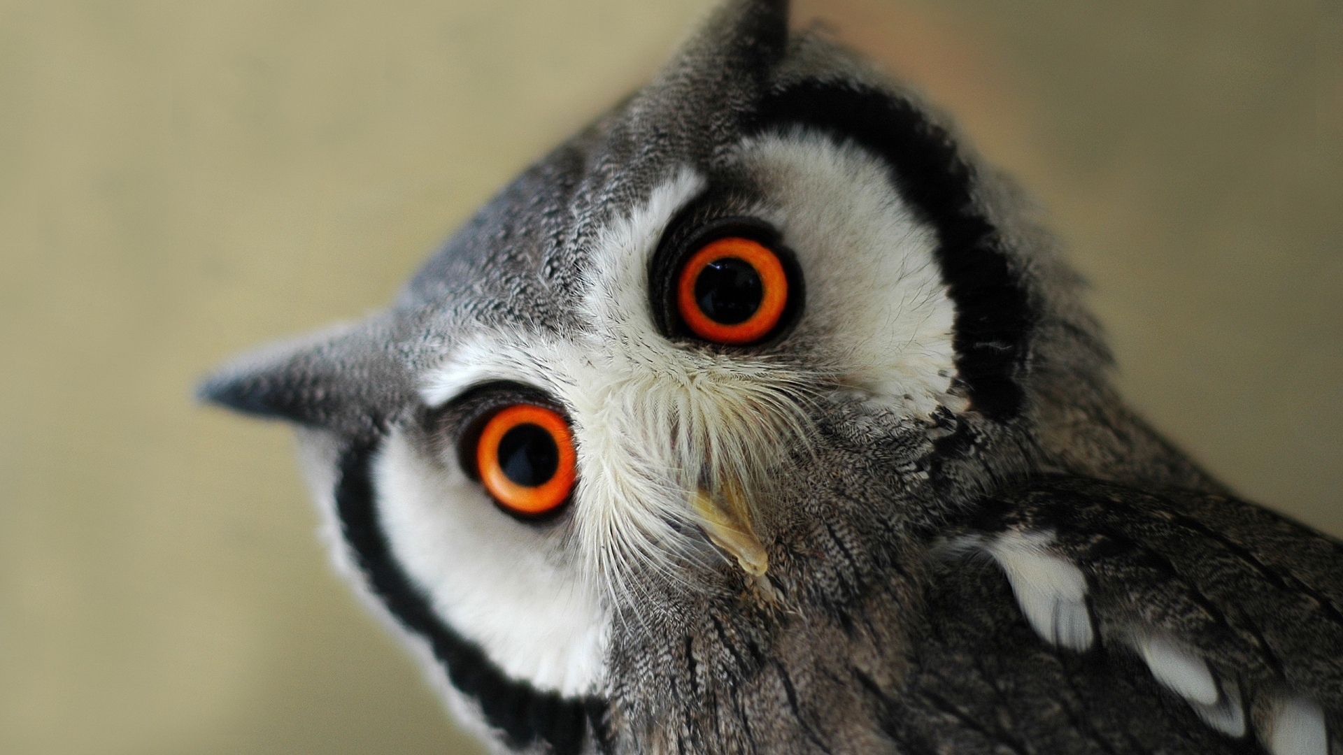 动物 猫头鹰 古灵精怪