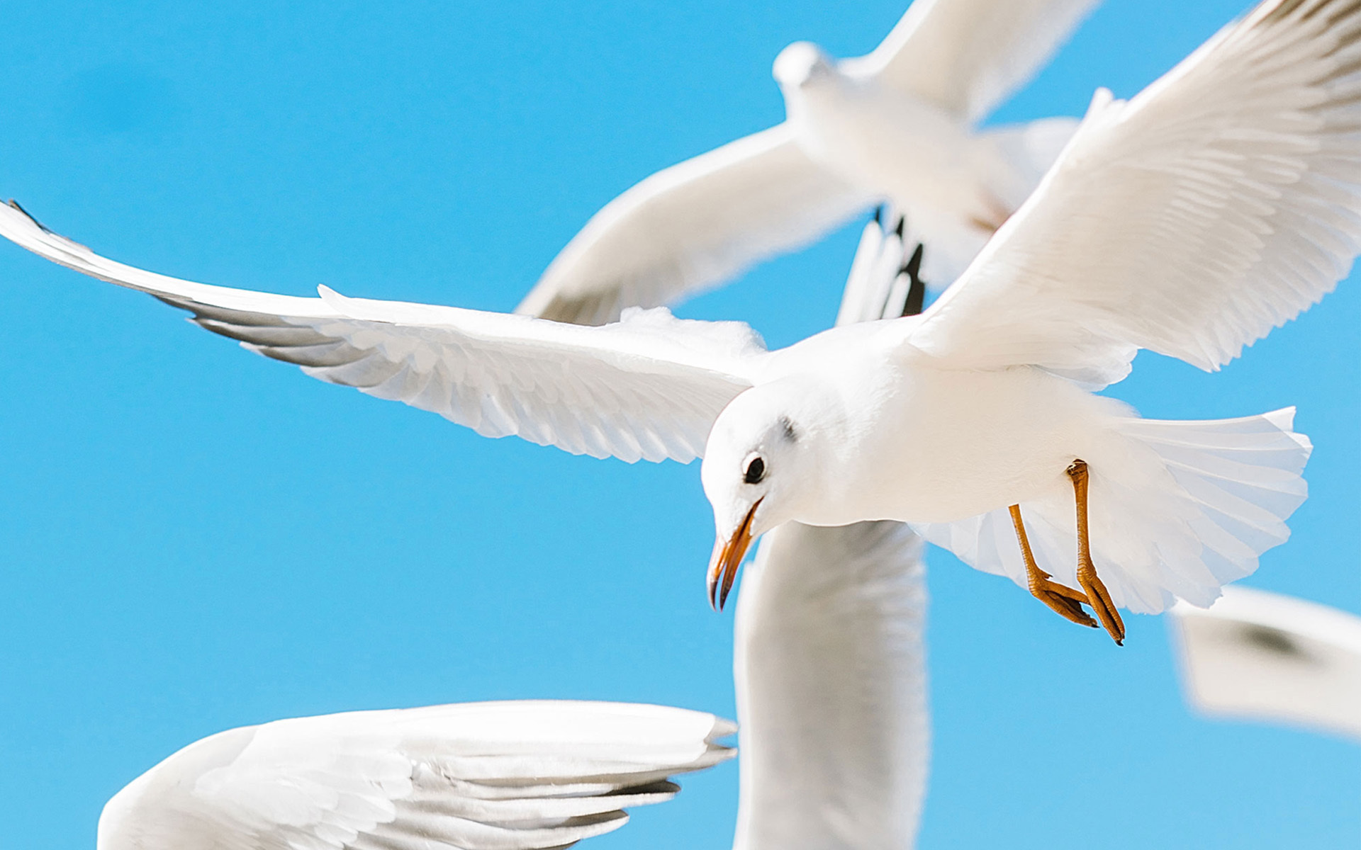 萌宠动物 野生动物 海鸥