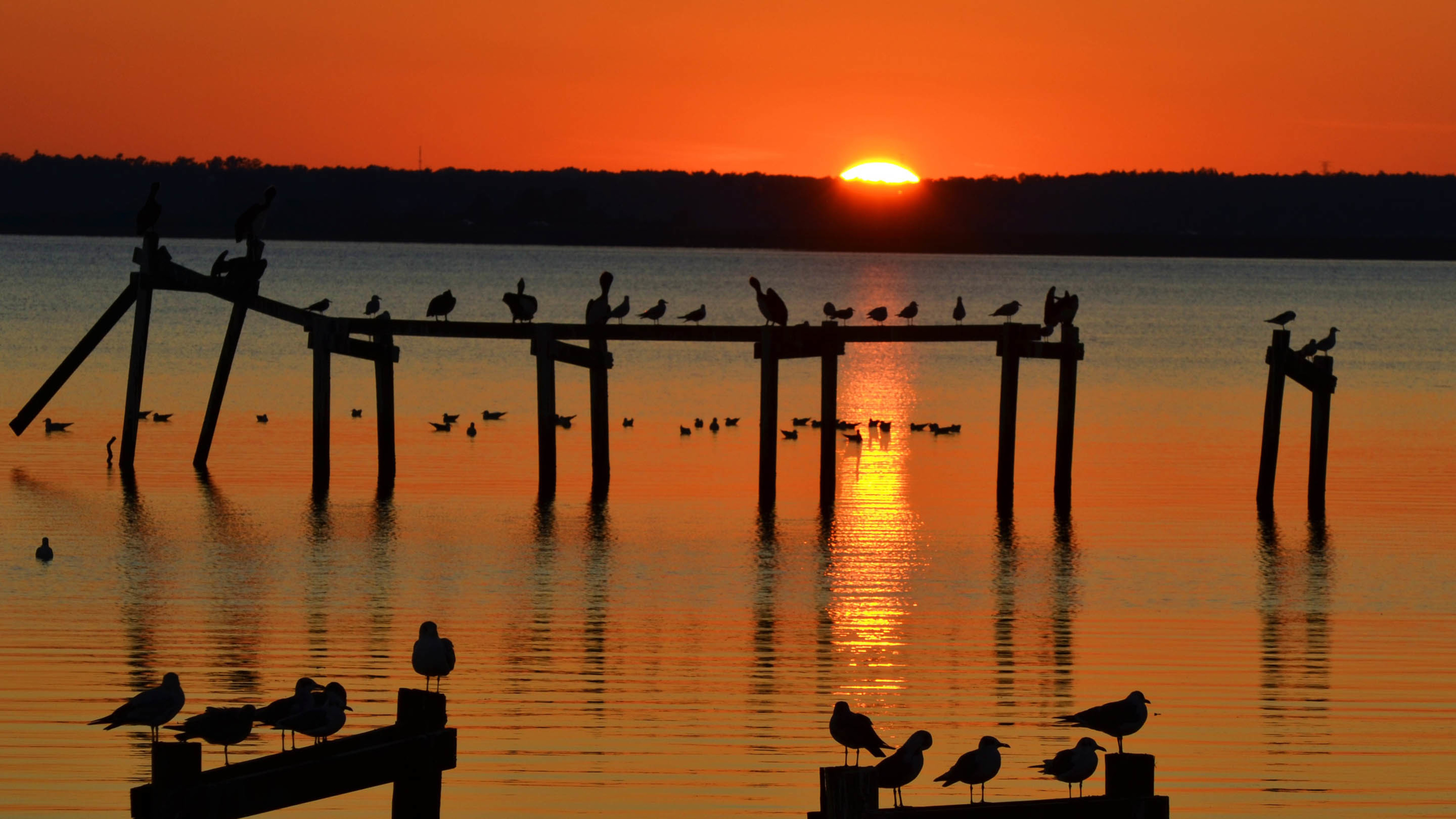 夕阳 湖水 飞鸟 木桩