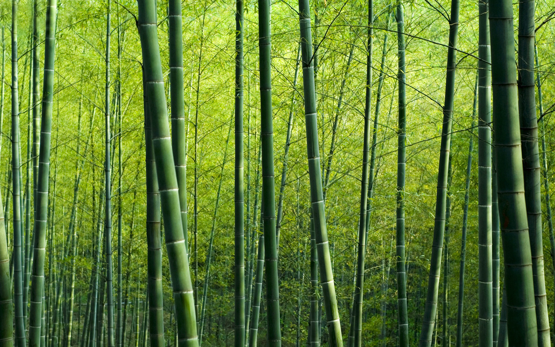 小清新 竹林 护眼壁纸