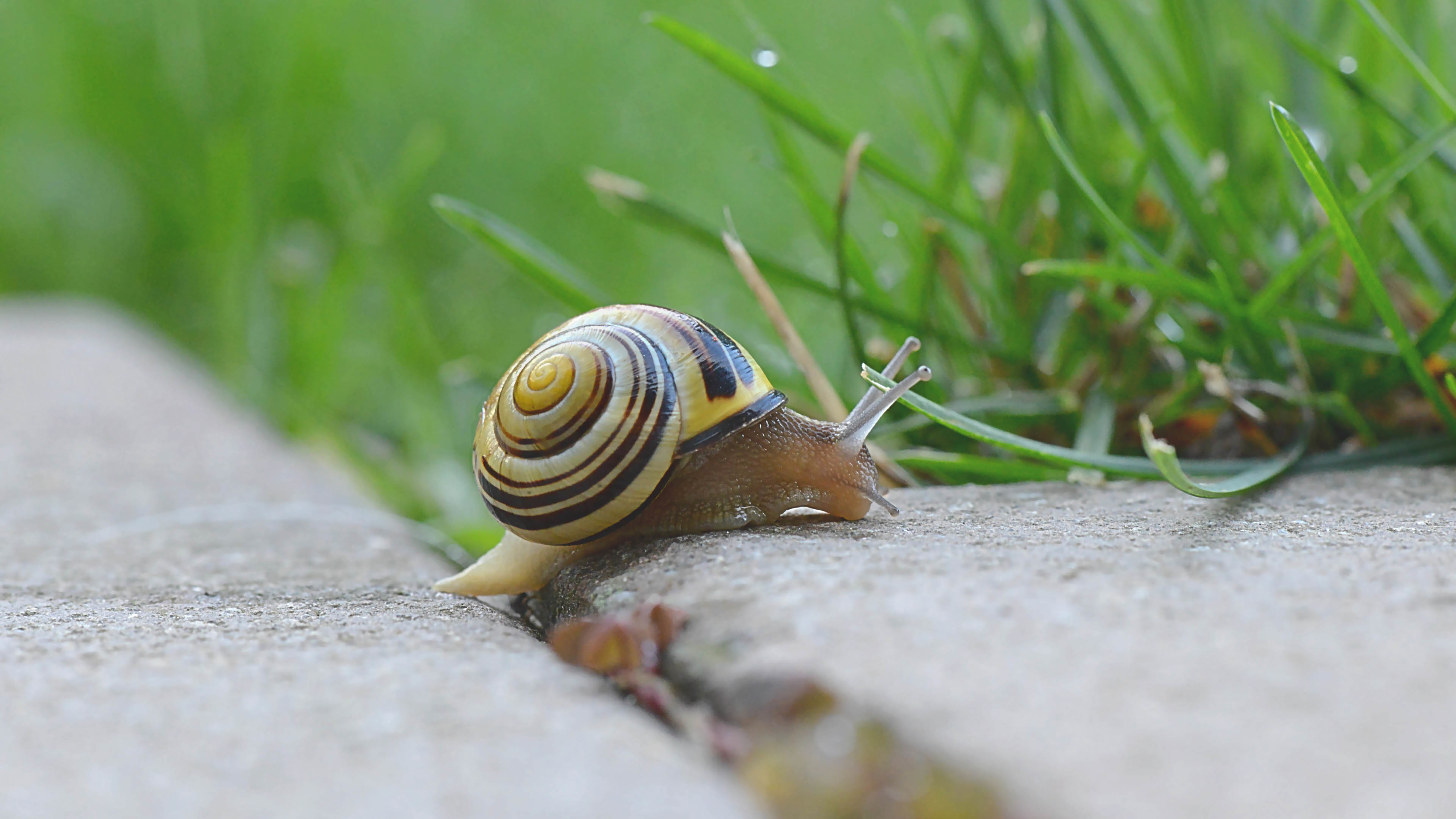蜗牛