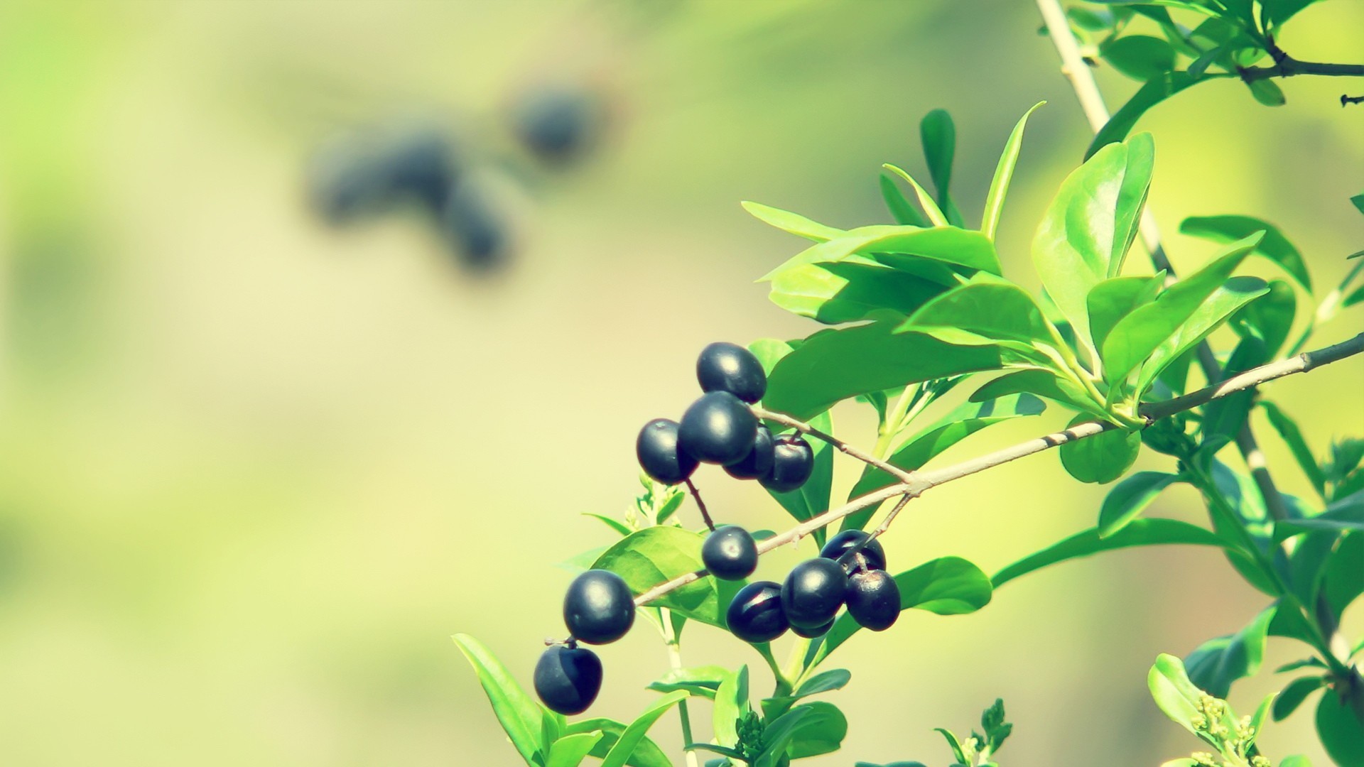 护眼壁纸 绿色 生机 果实