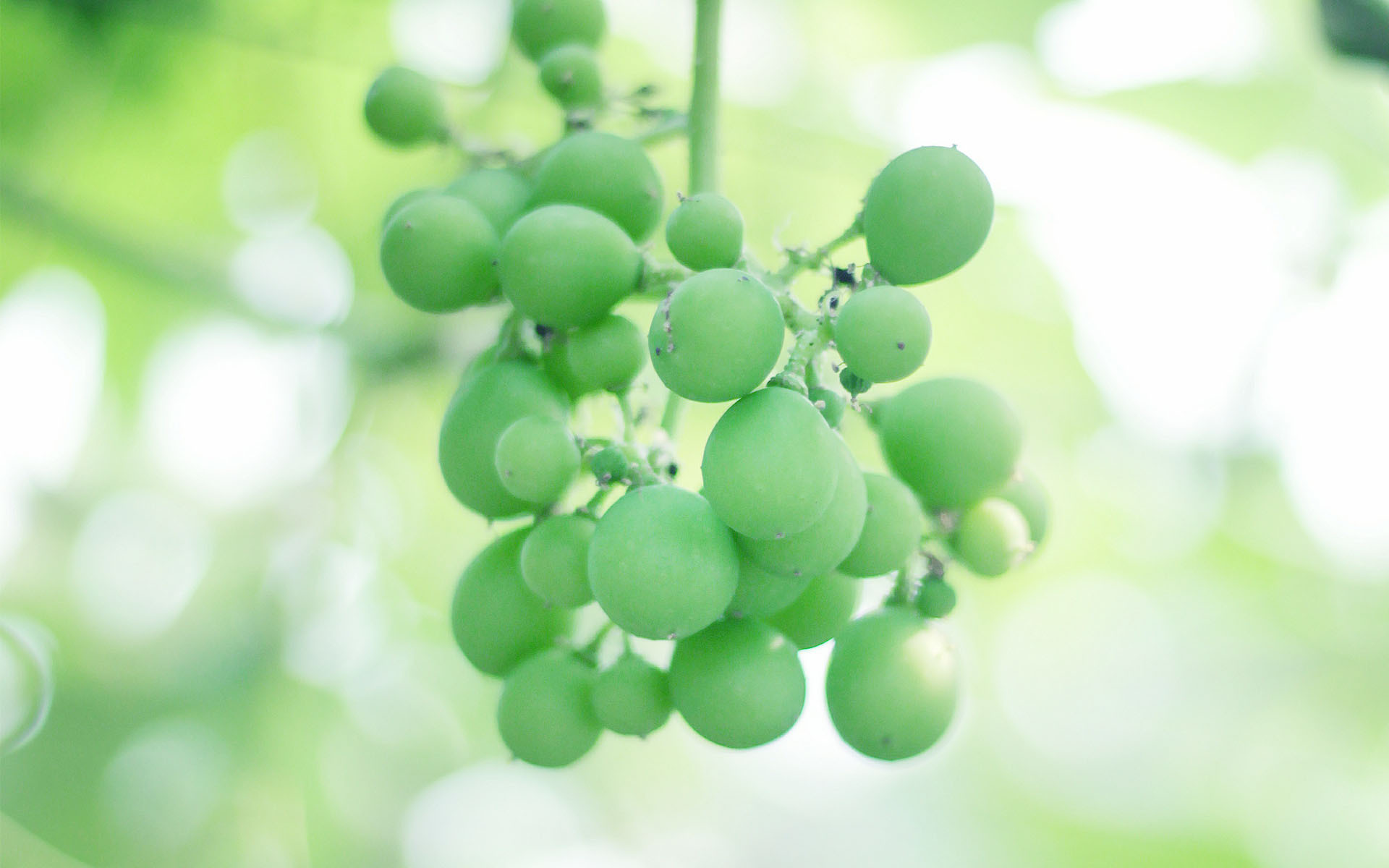 小清新 动感水果 葡萄