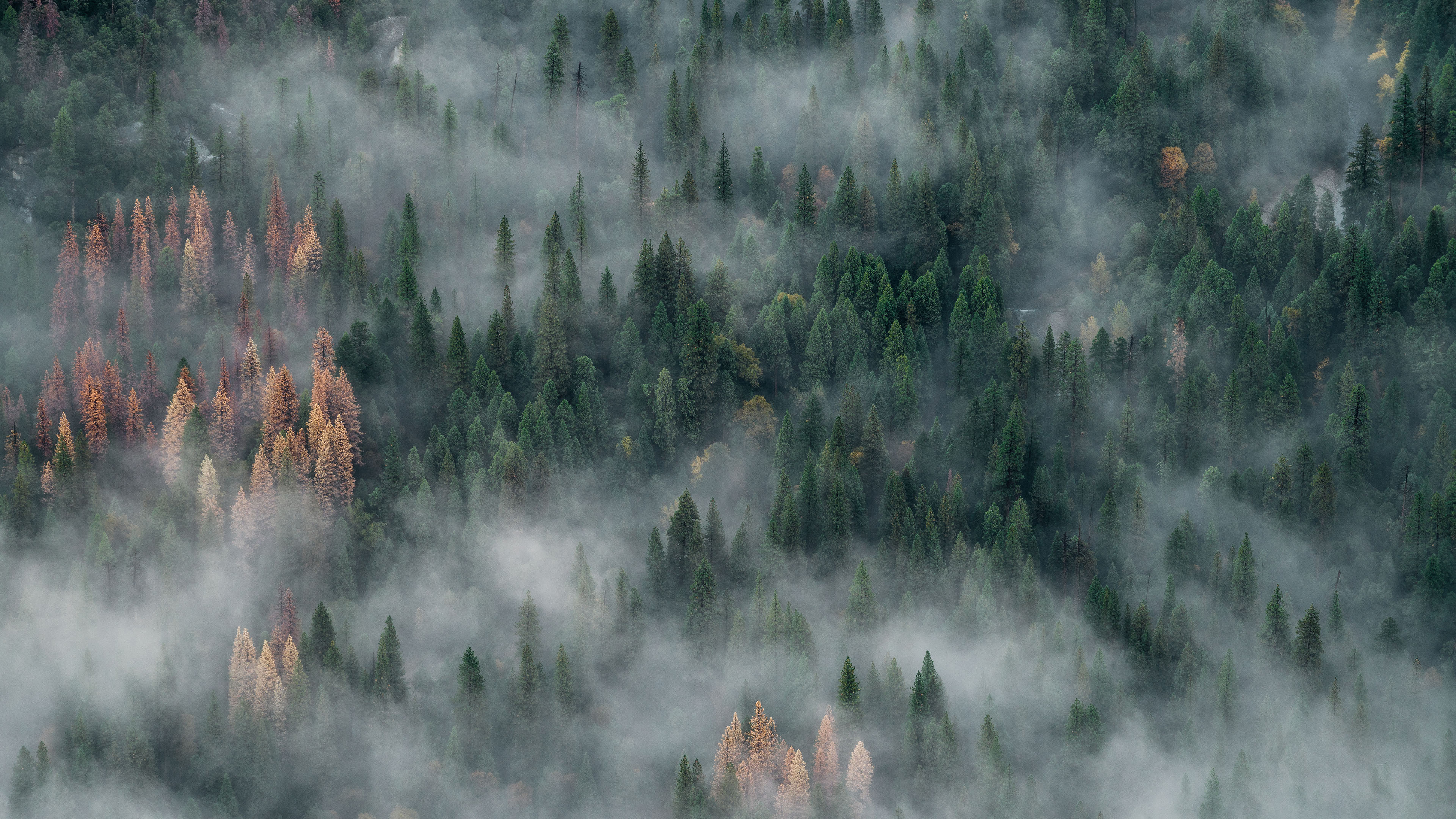 风景 森林 云雾 4k