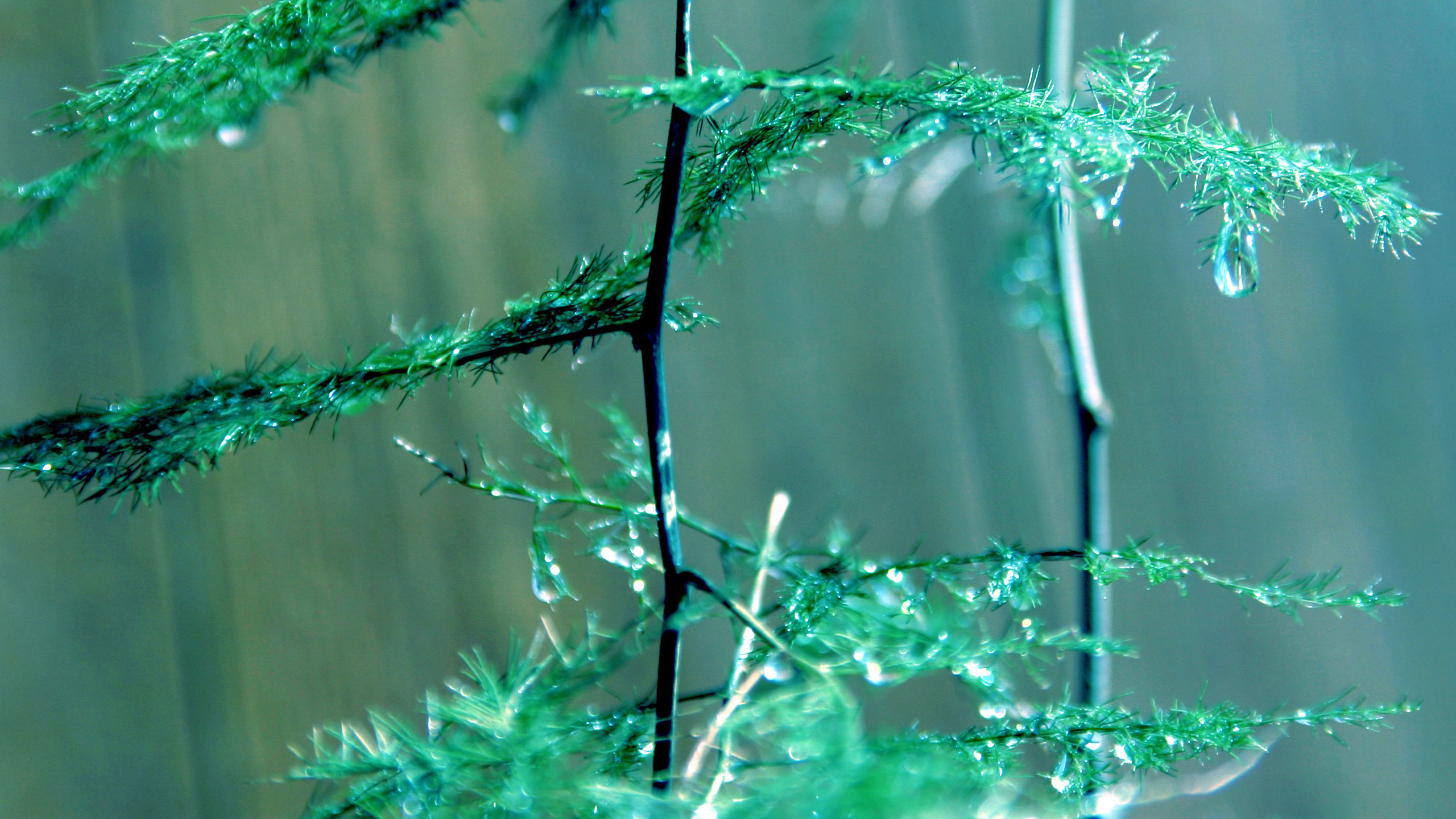 小清新 植物 绿植