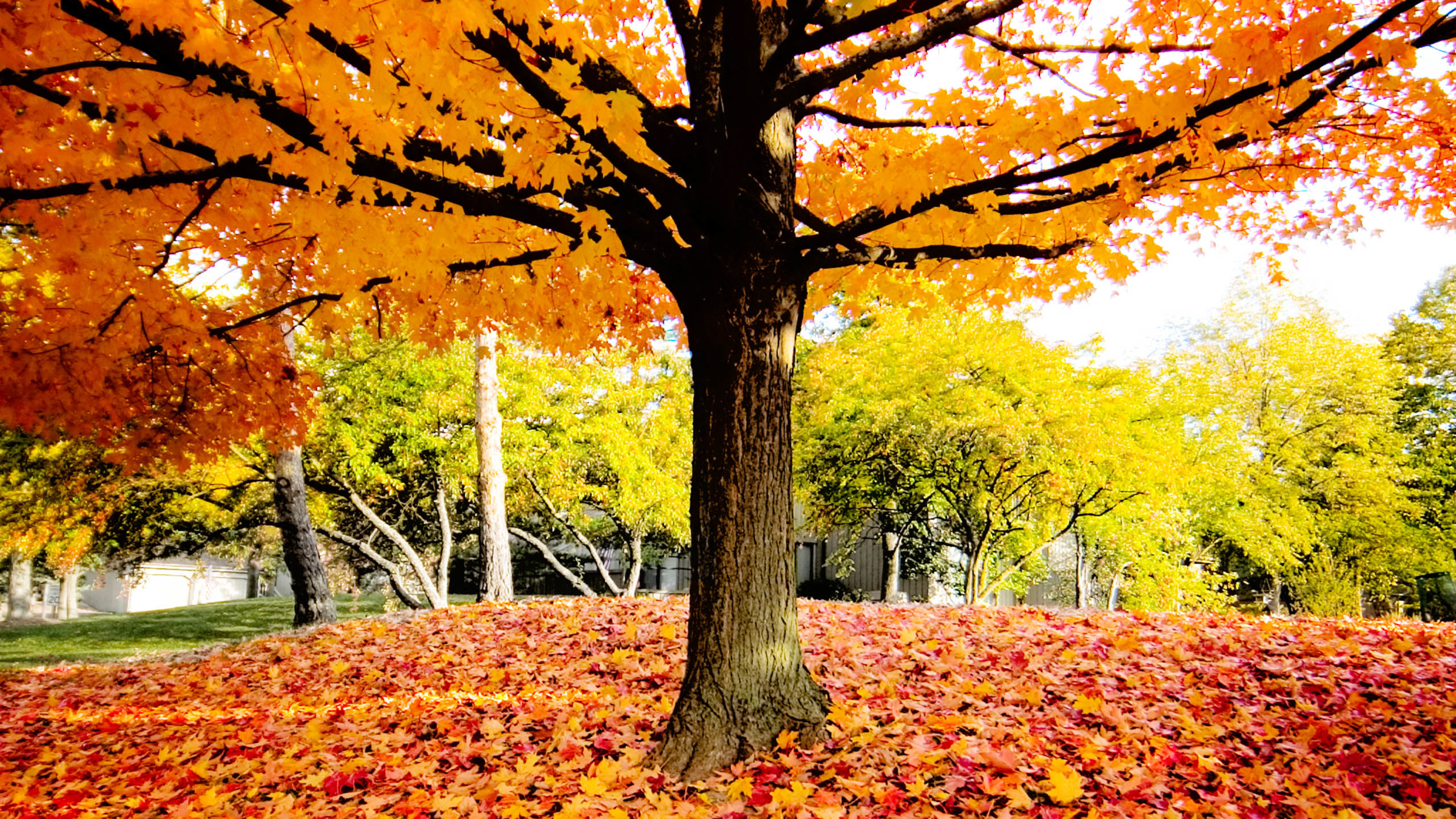 树木 落叶 秋天