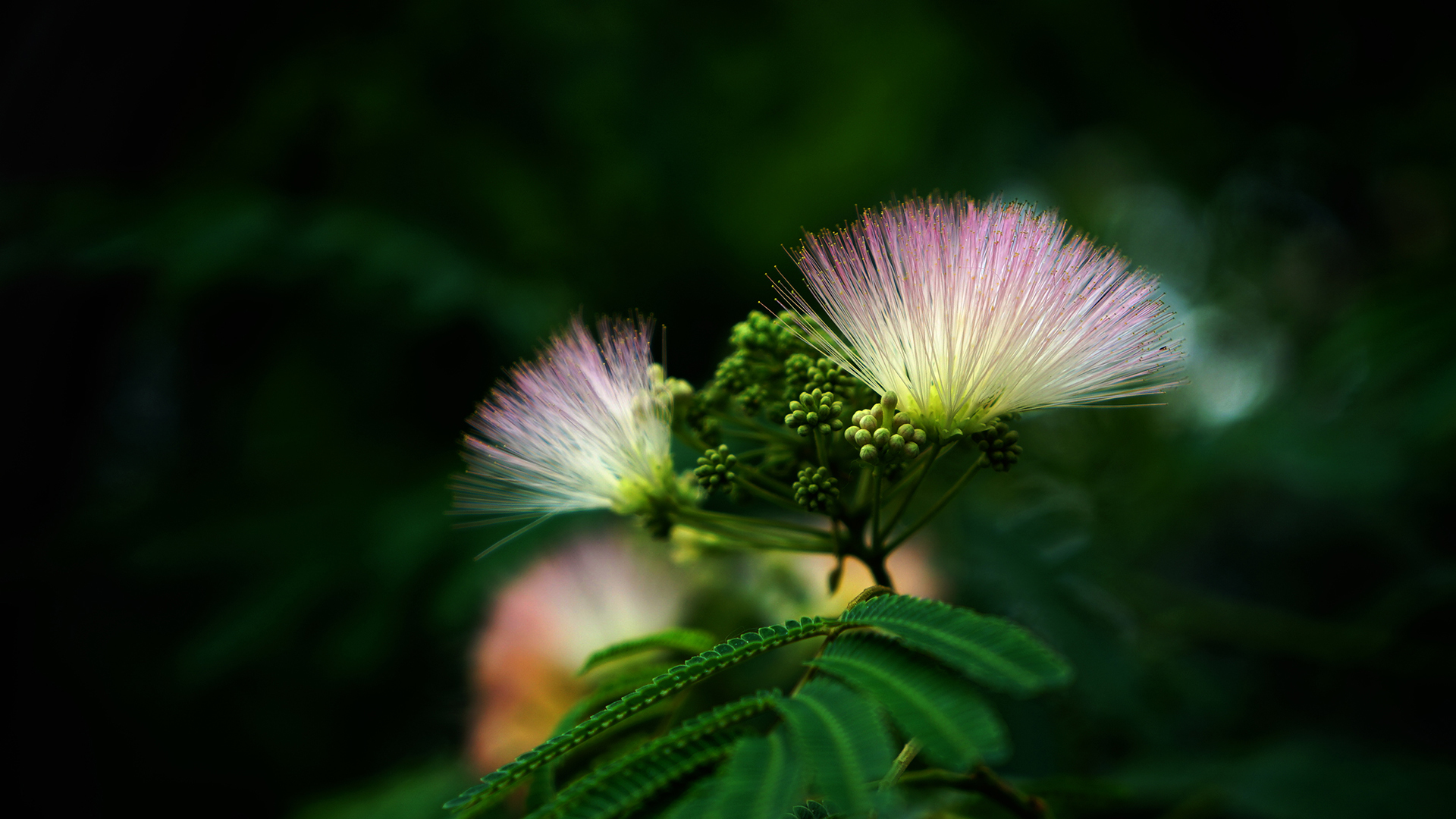 小清新 鸟语花香 唯美 合欢花 花朵