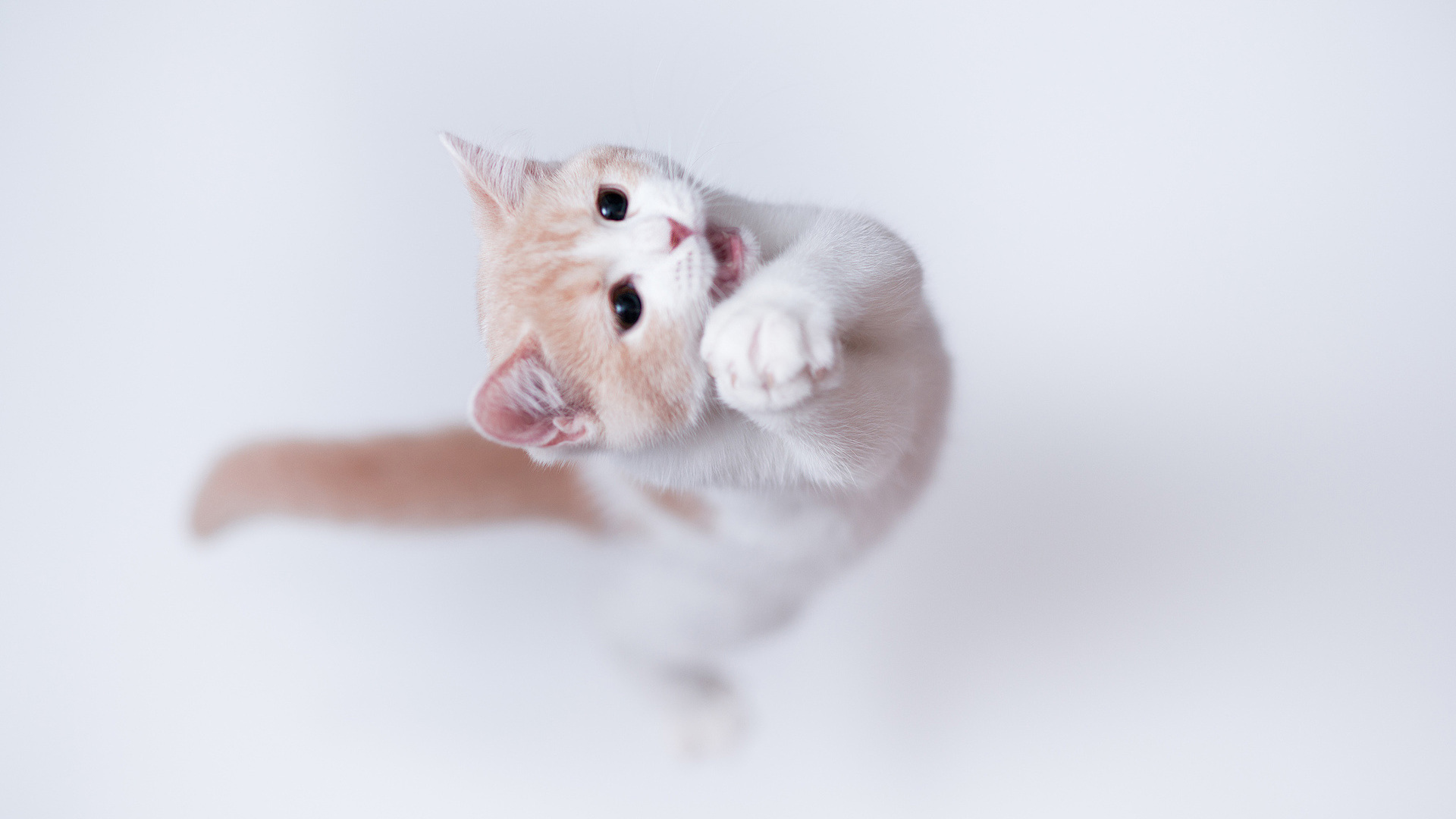 萌宠 动物 猫 喵星人