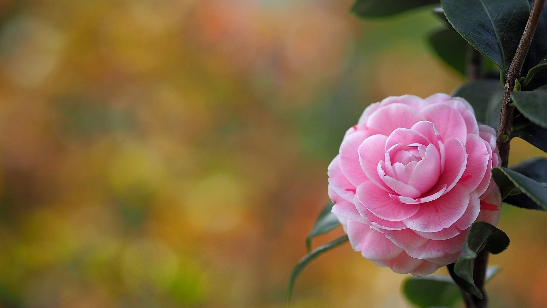 舒缓压力 山茶花 清新