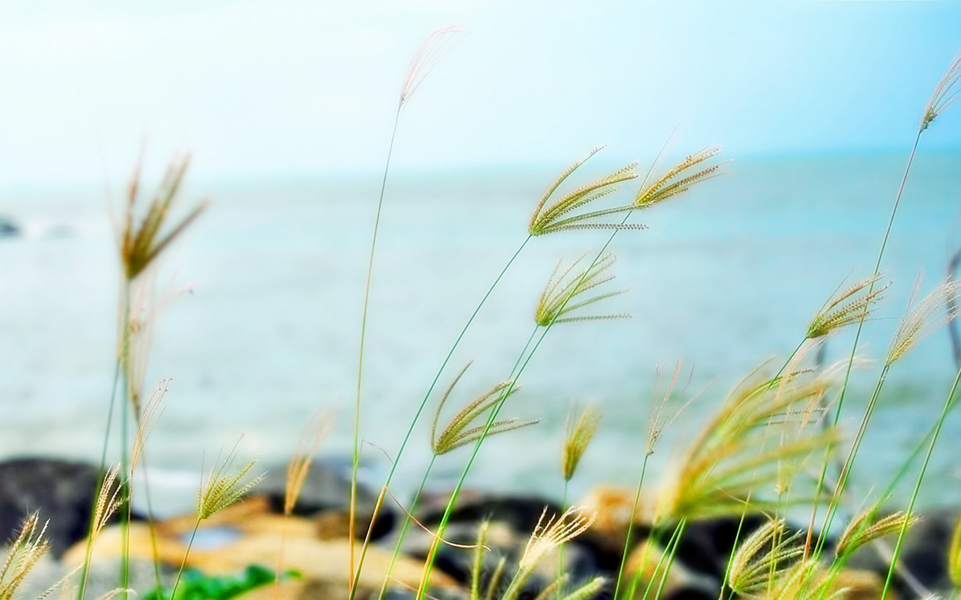 小清新 清新 自然 宽屏