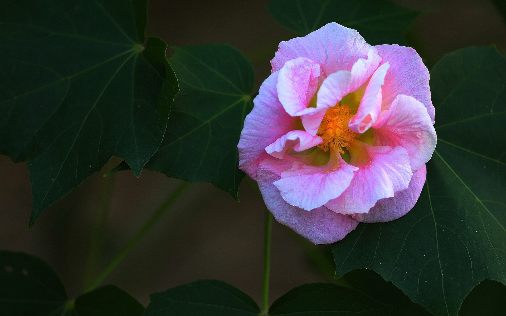 娇艳欲滴 木芙蓉