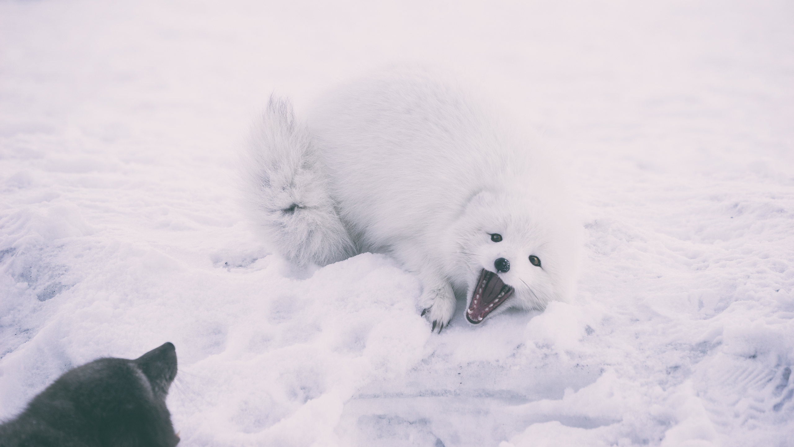 萌宠 野生动物 北极狐