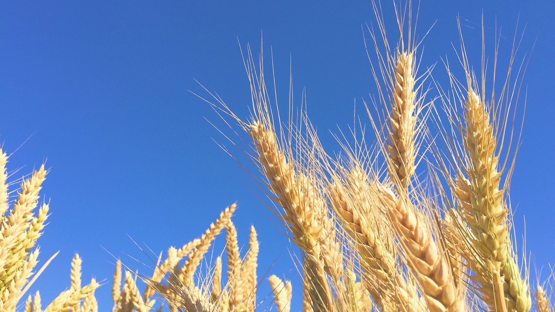 小清新 温毊一刻  麦穗