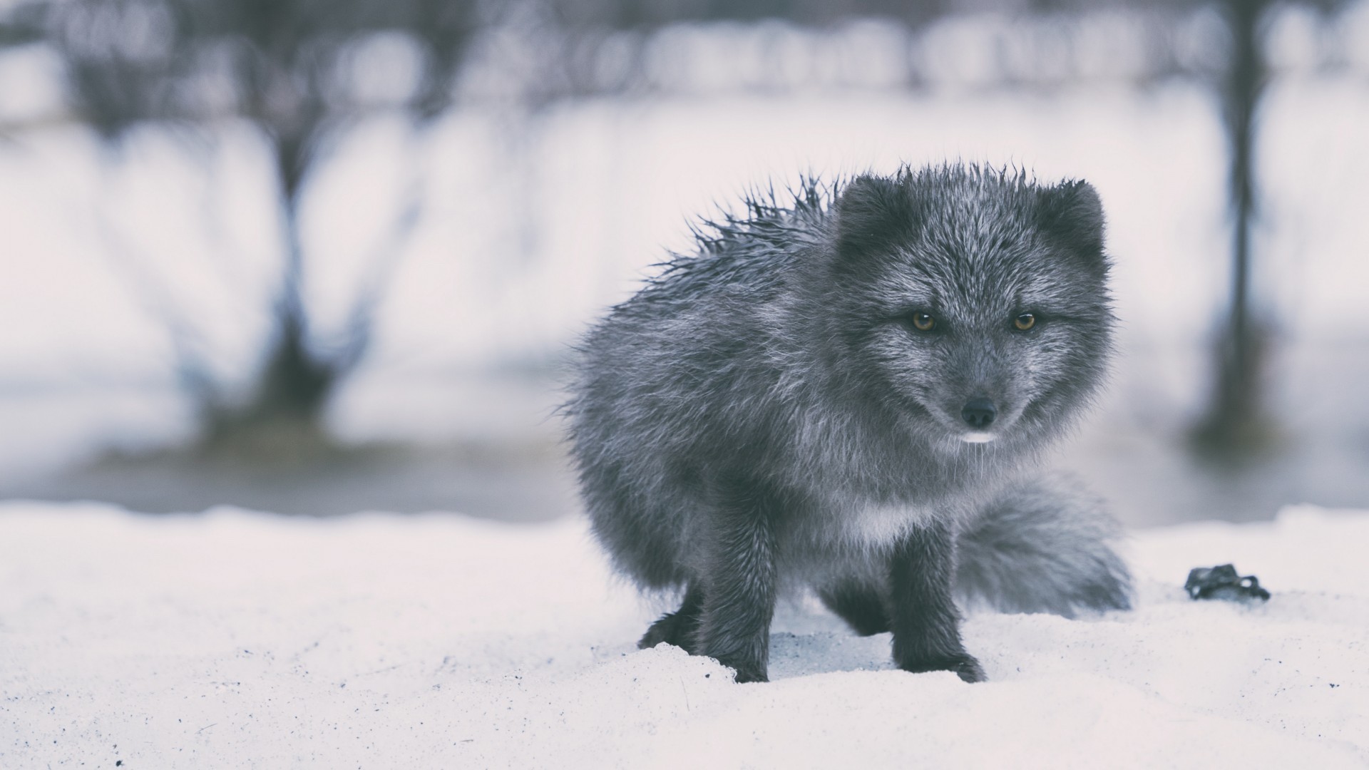 动物 萌宠 狐狸