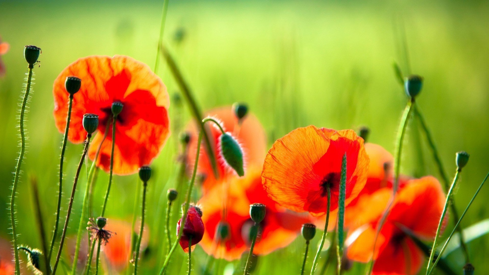 小清新 清新 可爱