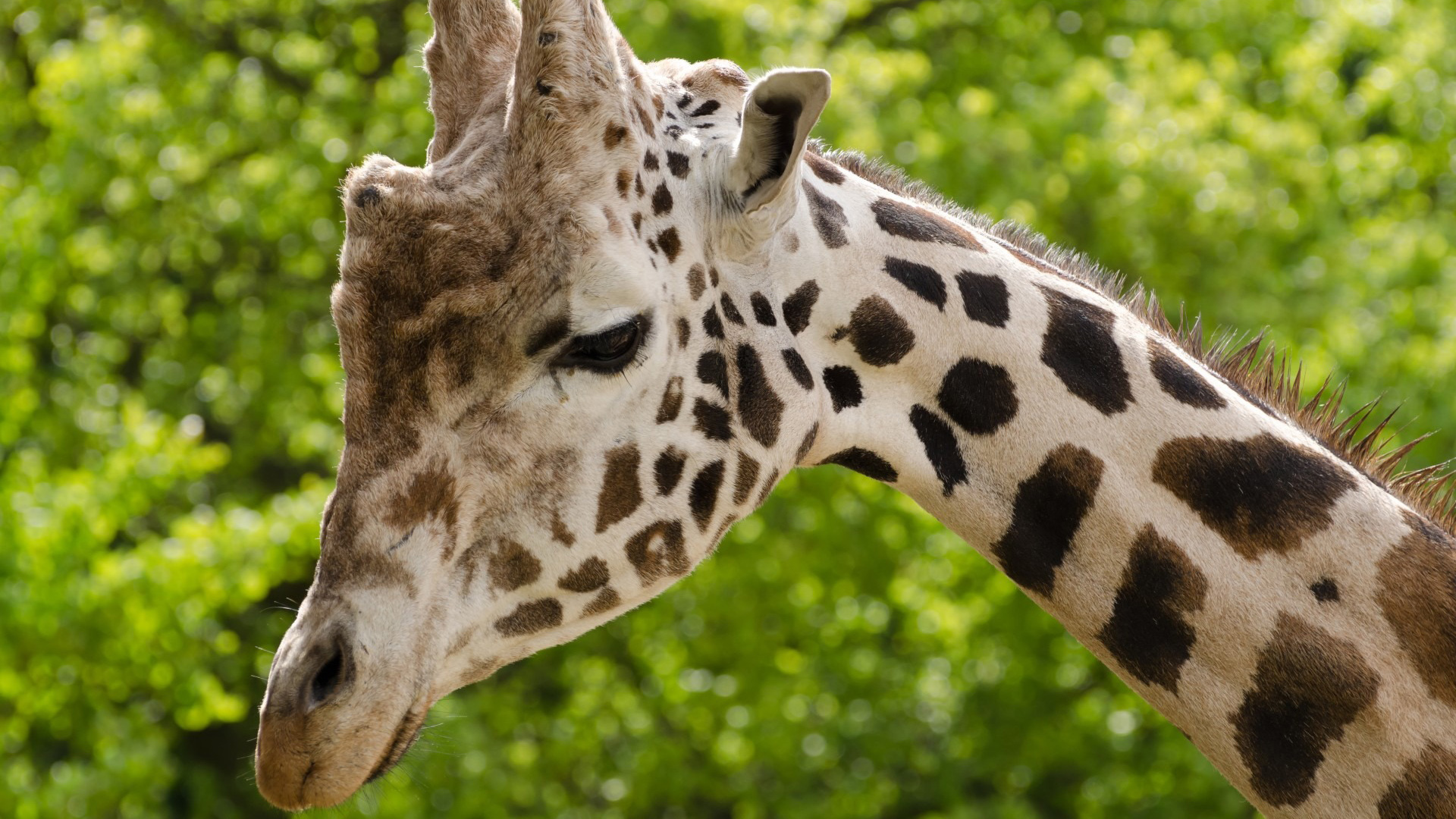 动物 长颈鹿 大自然