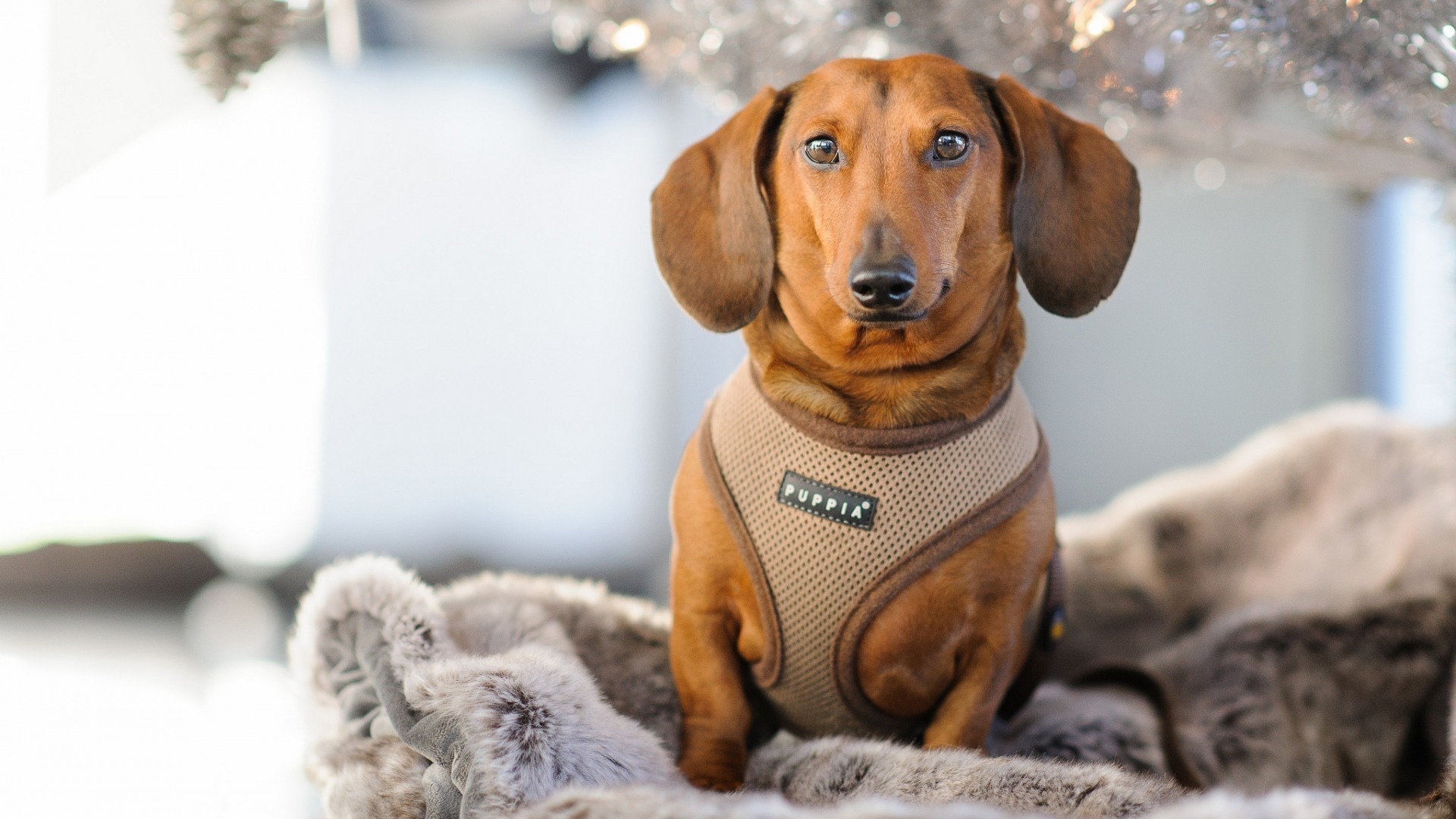 汪星人  腊肠狗  可爱