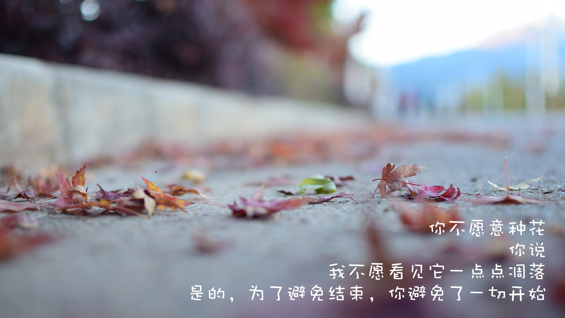 文字控  落叶 凋零